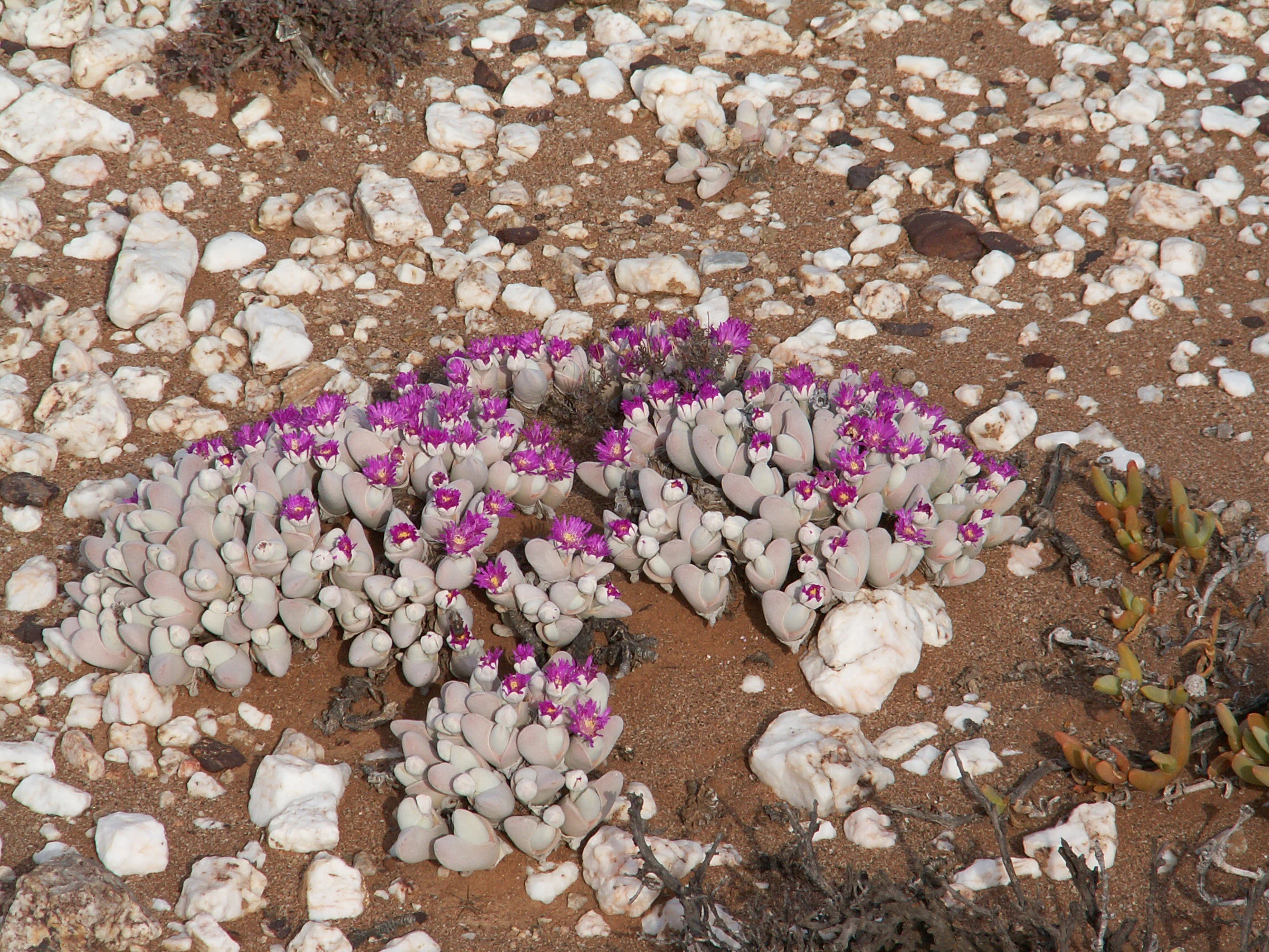 A close up view of a cluster of small, pale, succulent plants with bright purple flowers, growing in rocky, sandy soil.