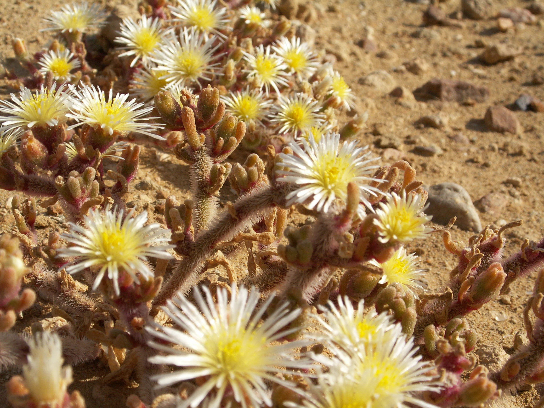 A close up view of small, flowering succulent plants with white, daisy-like petals and yellow centers growing directly out of dry, sandy soil.