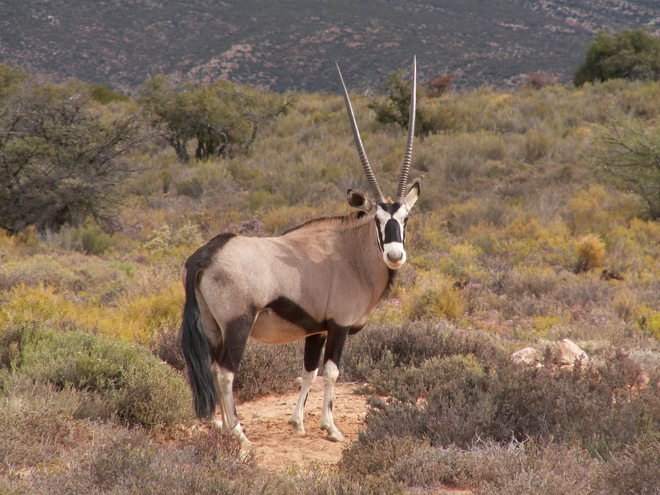 A gemsbok with long, straight horns stands in a desert scrub landscape at Anysberg Nature Reserve.