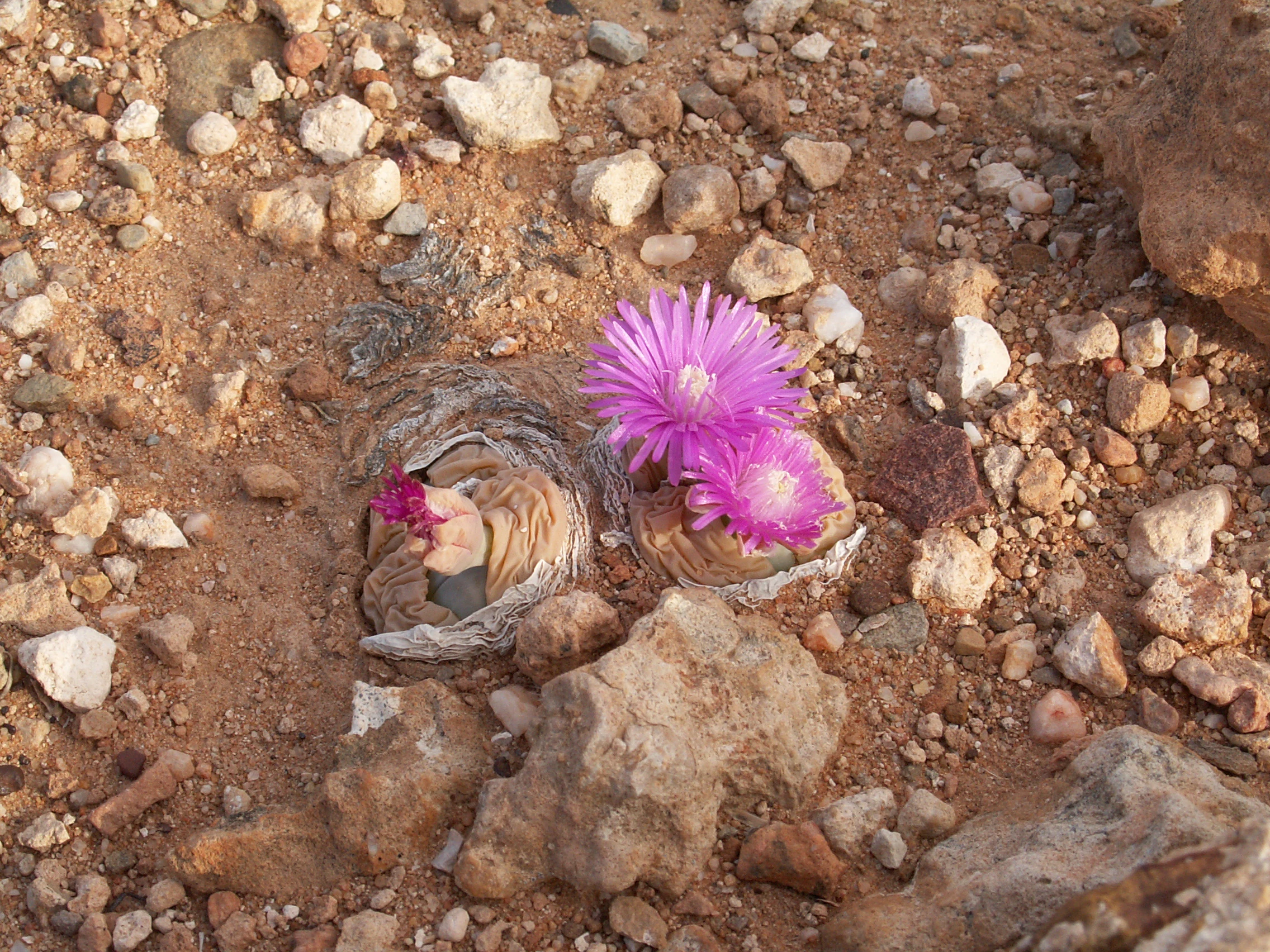 A close up view of a small succulent plant embedded in sandy, rocky soil, featuring bright pink daisy-like flowers.