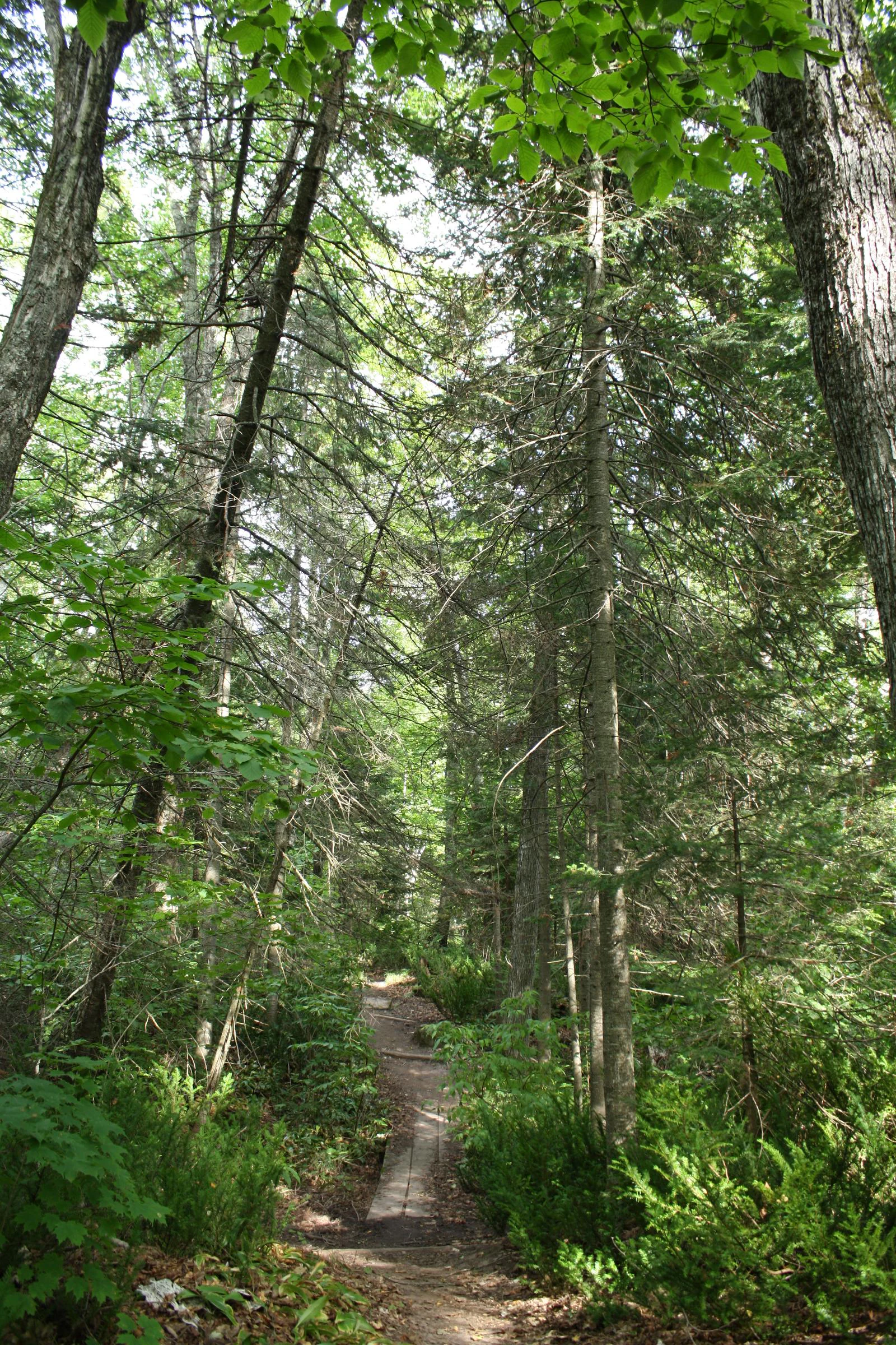 A dirt hiking trail with a short wooden boardwalk section leads through a dense forest of tall coniferous and deciduous trees.
