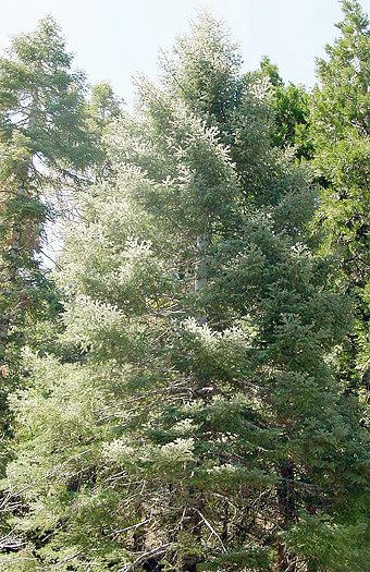 Tall white fir tree with green needles and branches surrounded by other trees