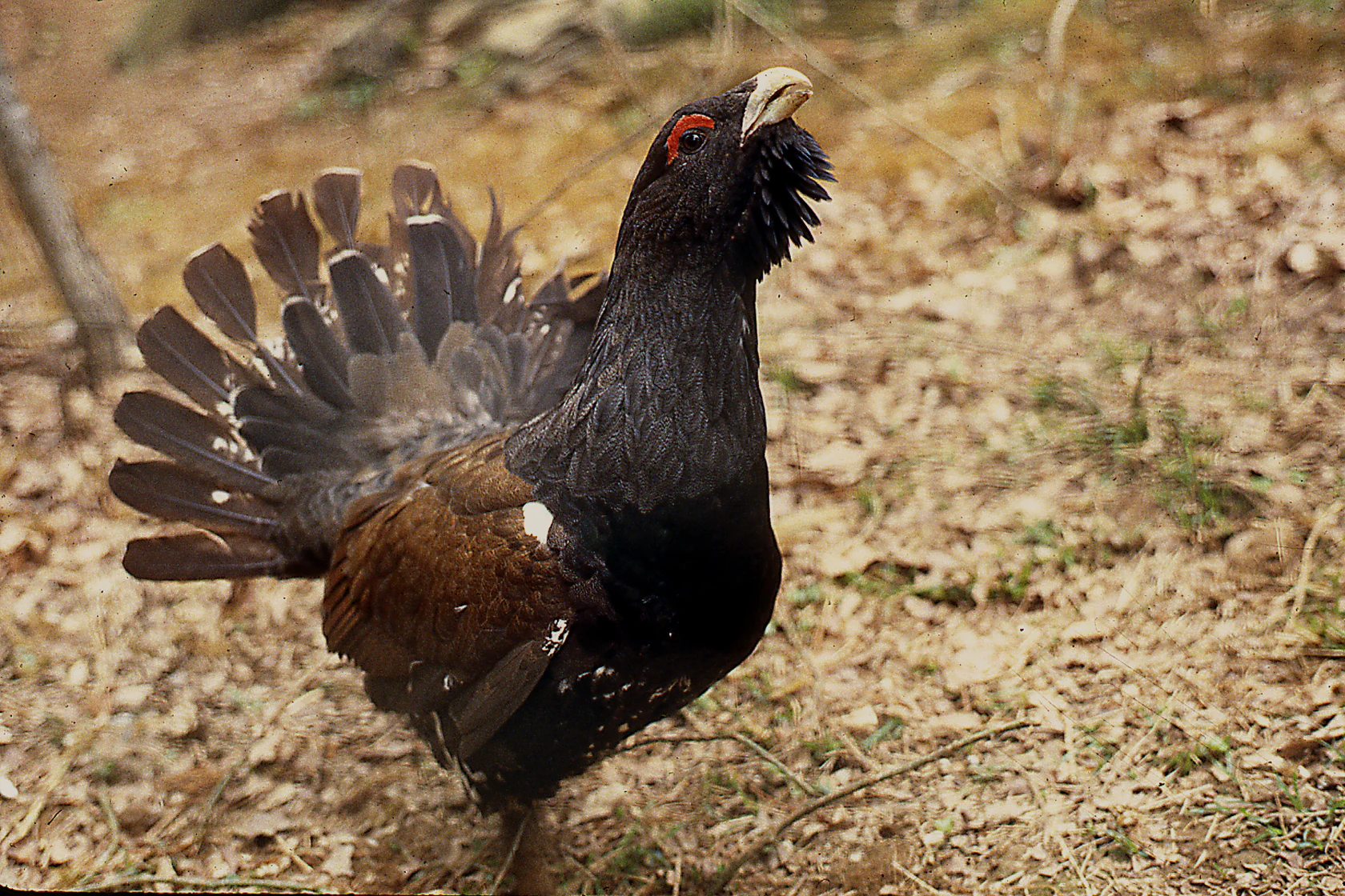 Male Western Capercaillie bird with dark plumage and fanned tail feathers standing on forest ground with dry leaves.