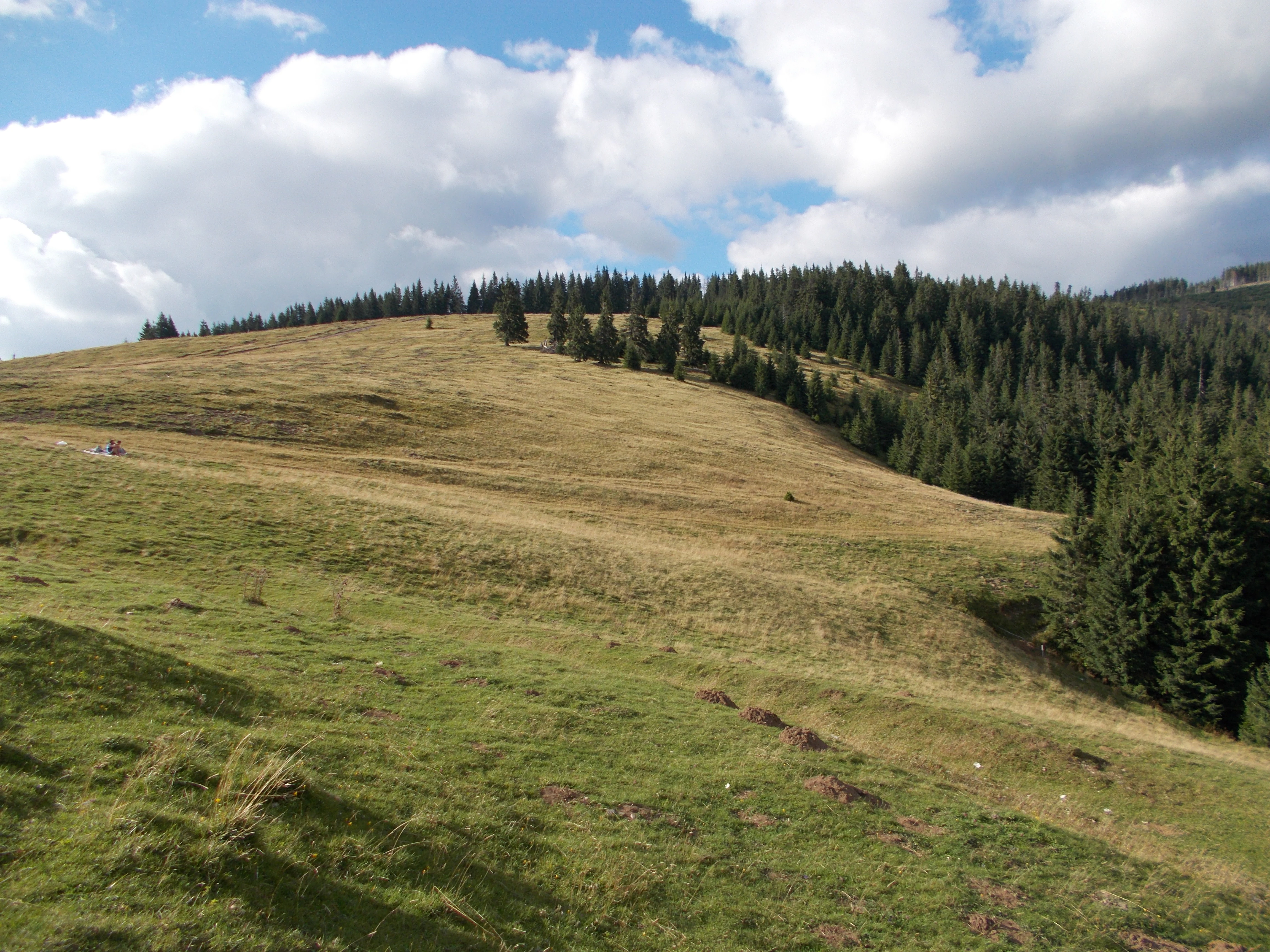 Grassy hillside with scattered trees and a forested ridge under a partly cloudy sky