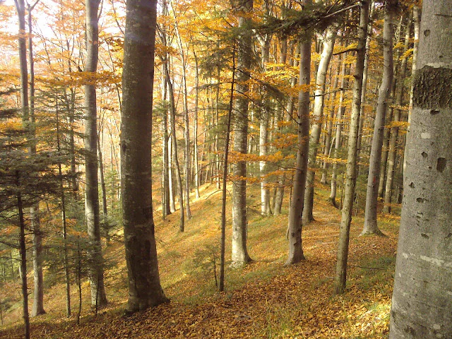Tall trees with golden and brown autumn leaves covering the ground in a dense forest