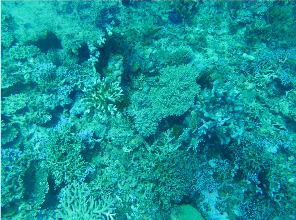 Underwater view of diverse branching coral reef formations in varying shades of blue and green.