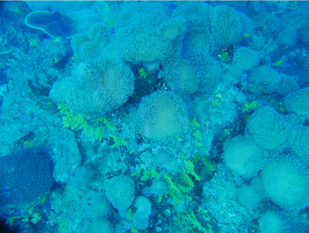 An underwater view of a seabed densely covered with soft coral colonies and patches of green macroalgae.