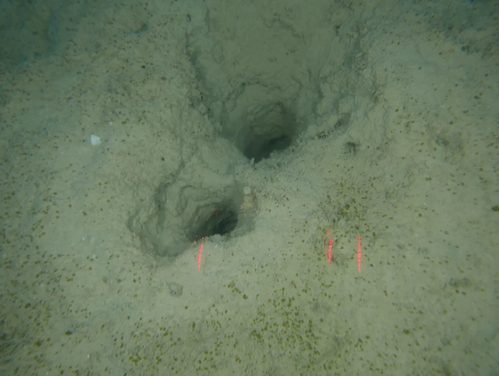 An underwater view of the sandy seafloor showing two dark circular burrow holes, with two small red laser scale markers visible near the holes.