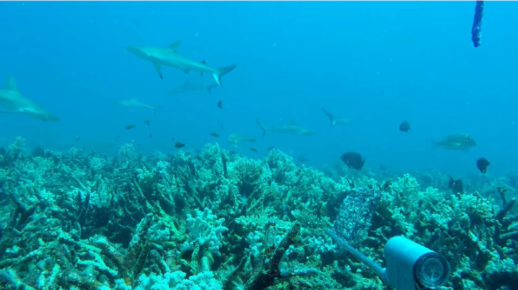 Underwater view of grey reef sharks swimming above a coral reef, with a camera lens housing visible in the foreground.