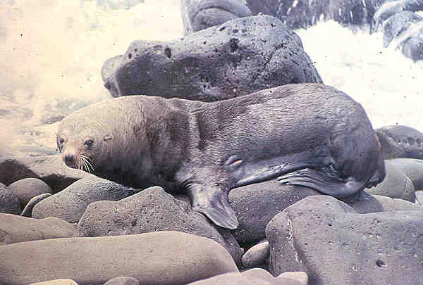 A fur seal lying on dark volcanic rocks with ocean waves in the background