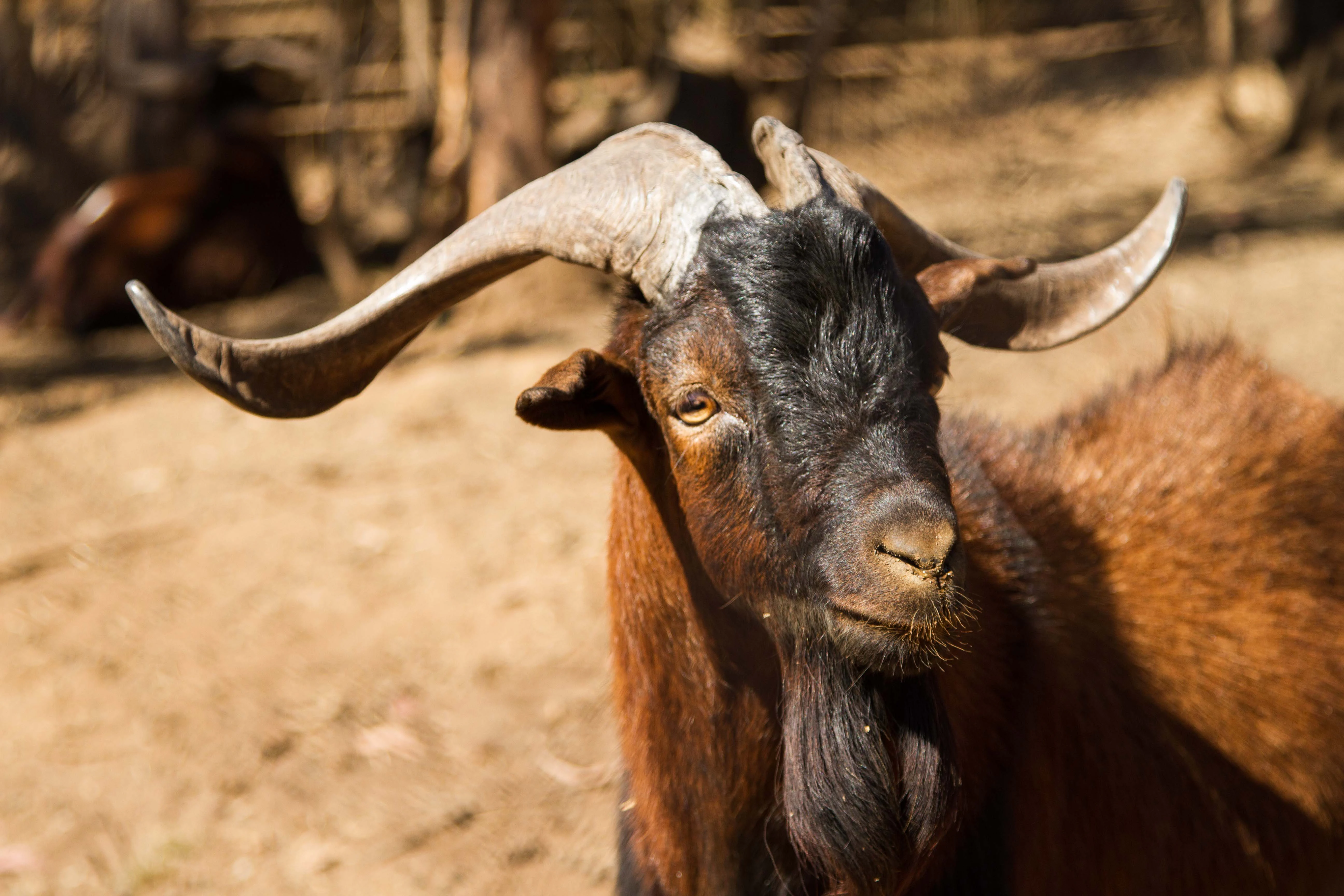 Brown and black goat with large curved horns standing outdoors