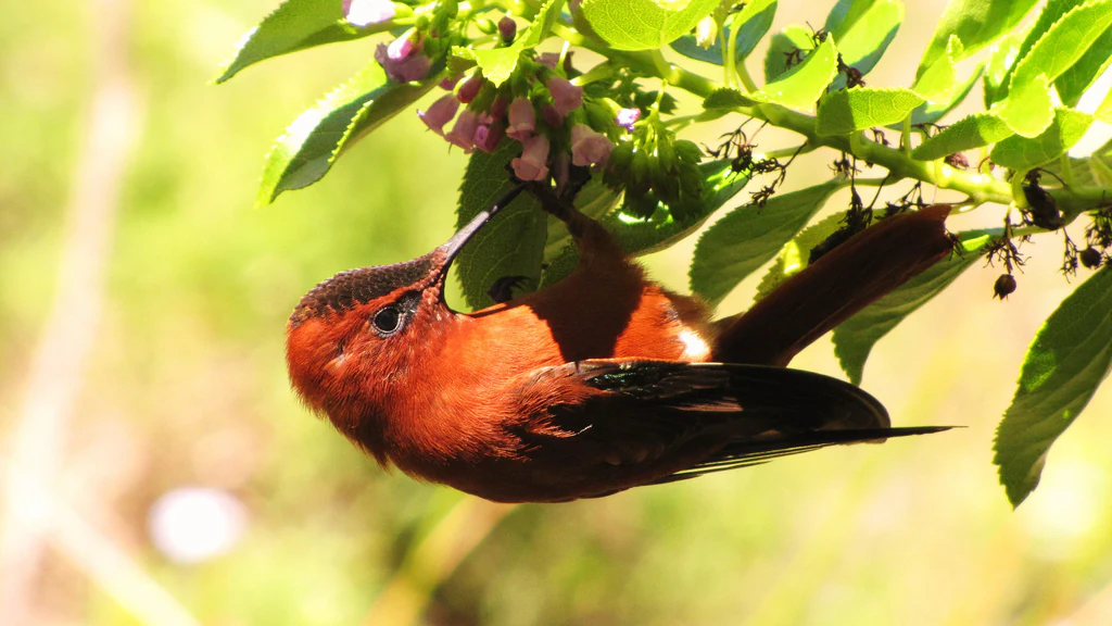 A brown hummingbird with dark wings feeding on small pink flowers among green leaves.