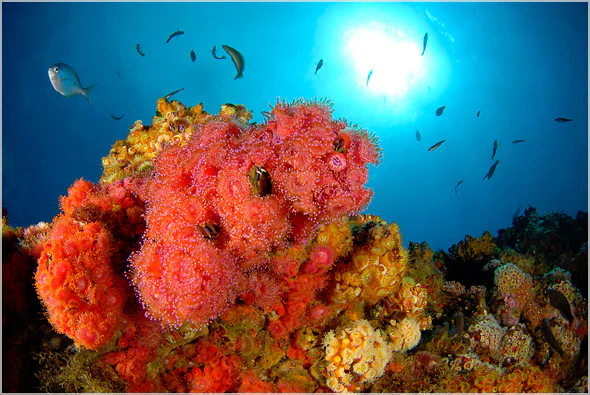 Arrecife de coral colorido con corales rosas y naranjas, peces pequeños nadando en agua azul clara con fondo iluminado por el sol