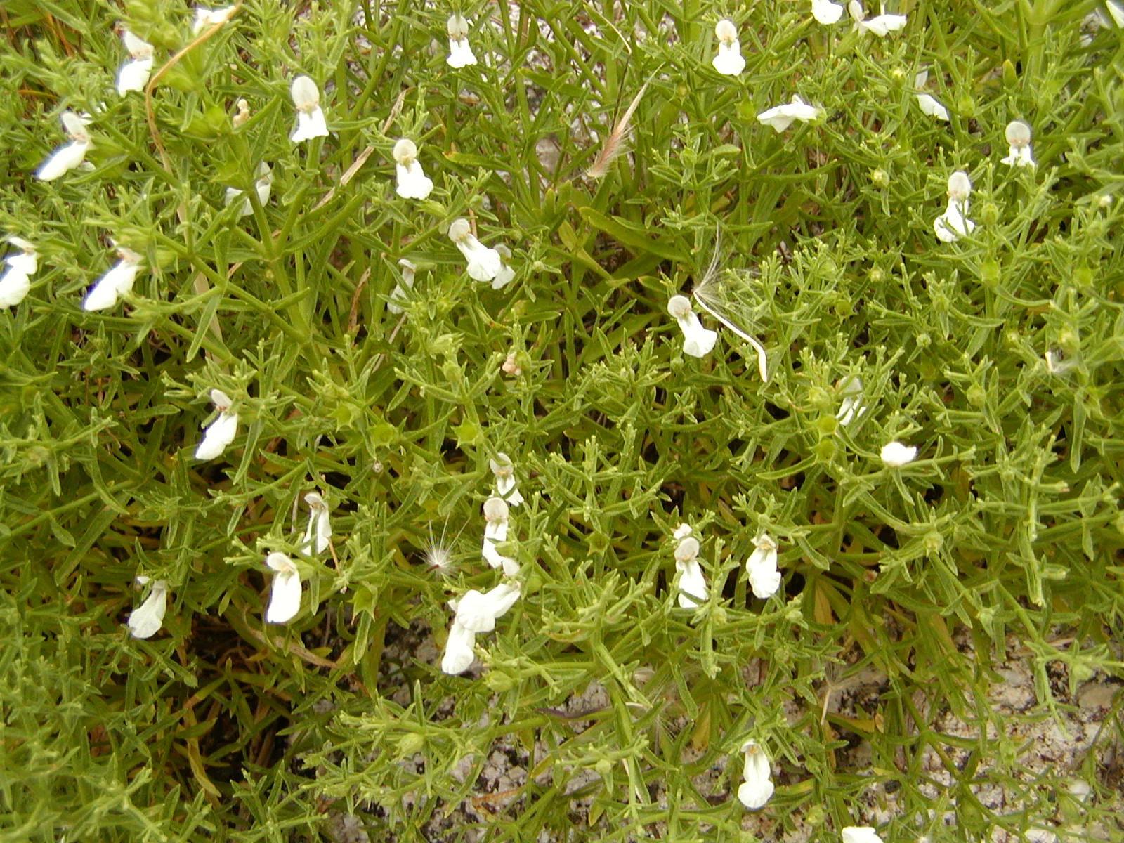 Close-up view of small white flowers and green foliage of Stachys glutinosa plant.