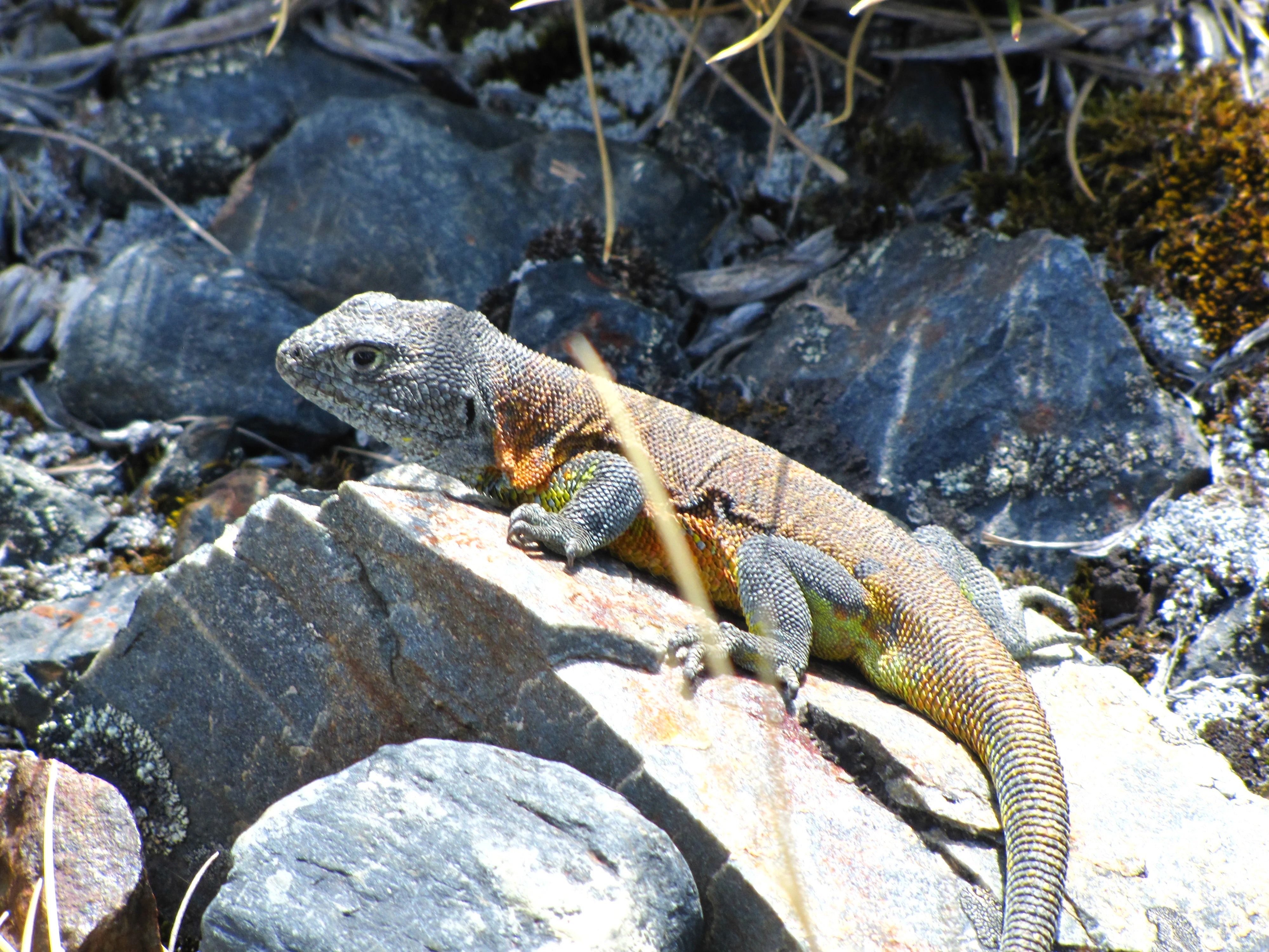 A close-up view of a gray and yellowish-green lizard with textured scales resting on gray rocks, with dry grass and moss in the background.