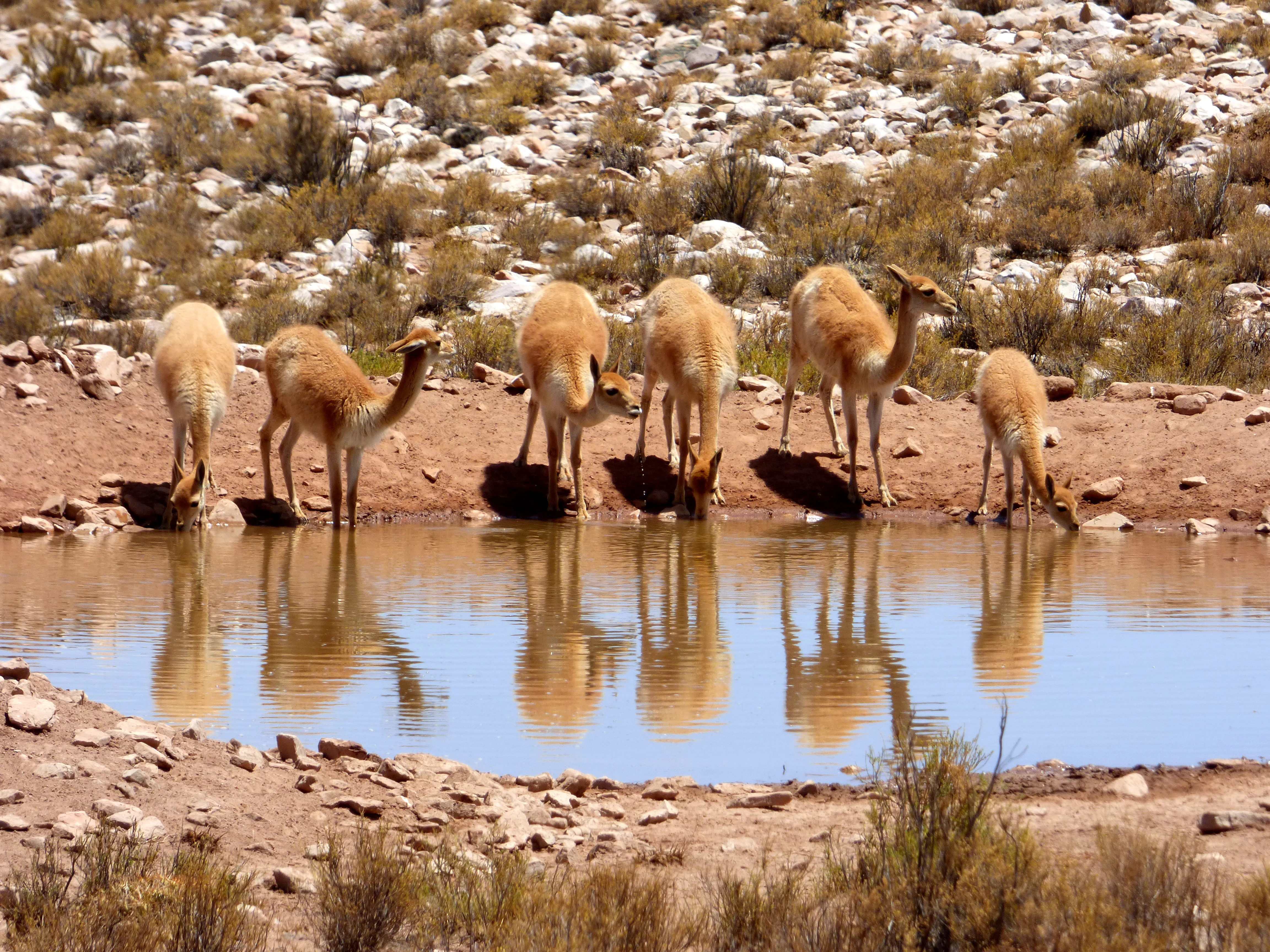 A group of six vicuñas standing at the edge of a small body of water, drinking, with their reflections visible in the water against a rocky, arid background.