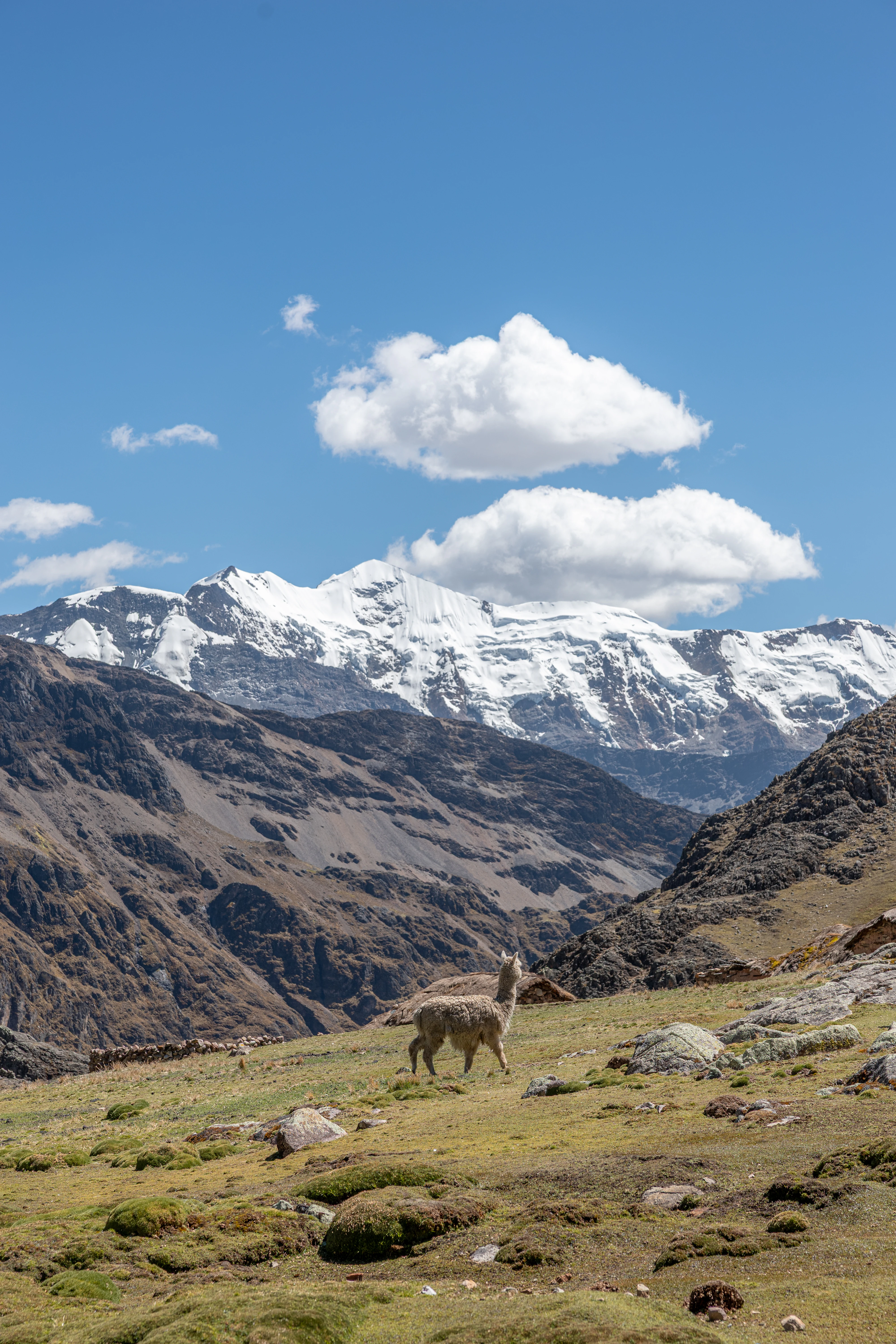 A llama standing on a grassy rocky hillside with snow-covered mountain peaks and a blue sky with white clouds in the background