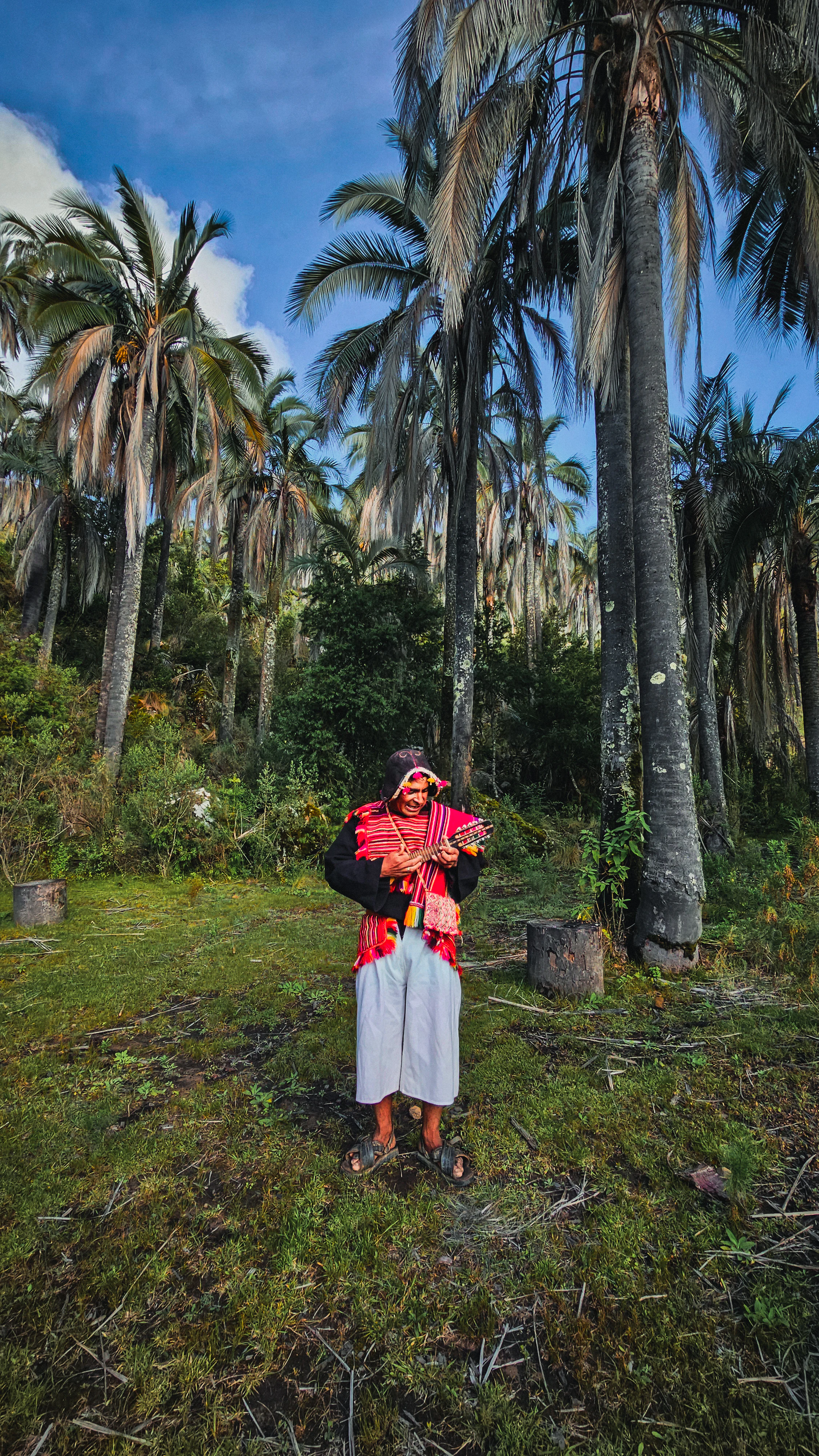 A person wearing traditional Andean clothing stands in a grove of tall palm trees, playing a small stringed instrument.