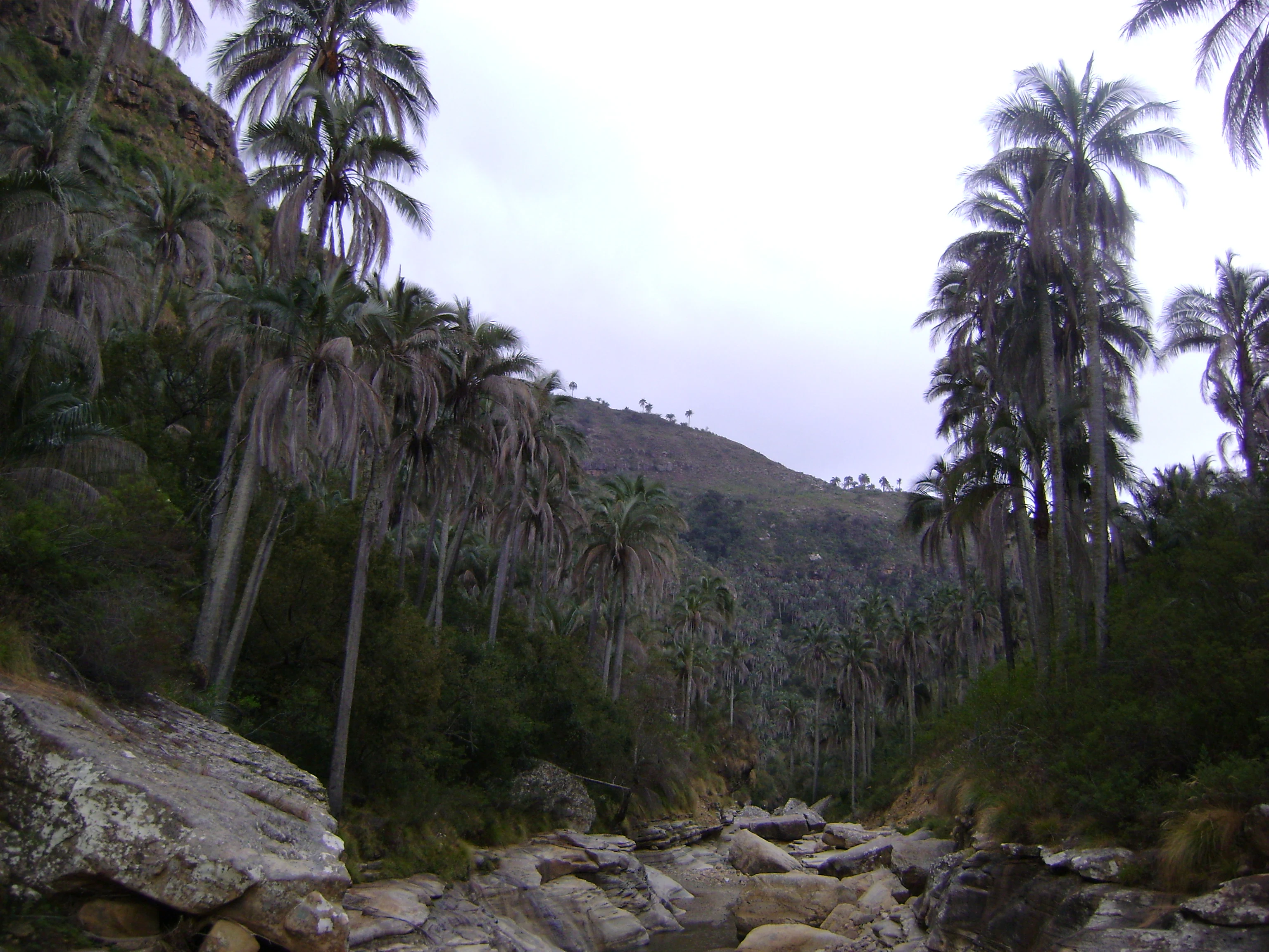 A group of tall, slender palm trees growing in a rocky, mountainous valley under an overcast sky.