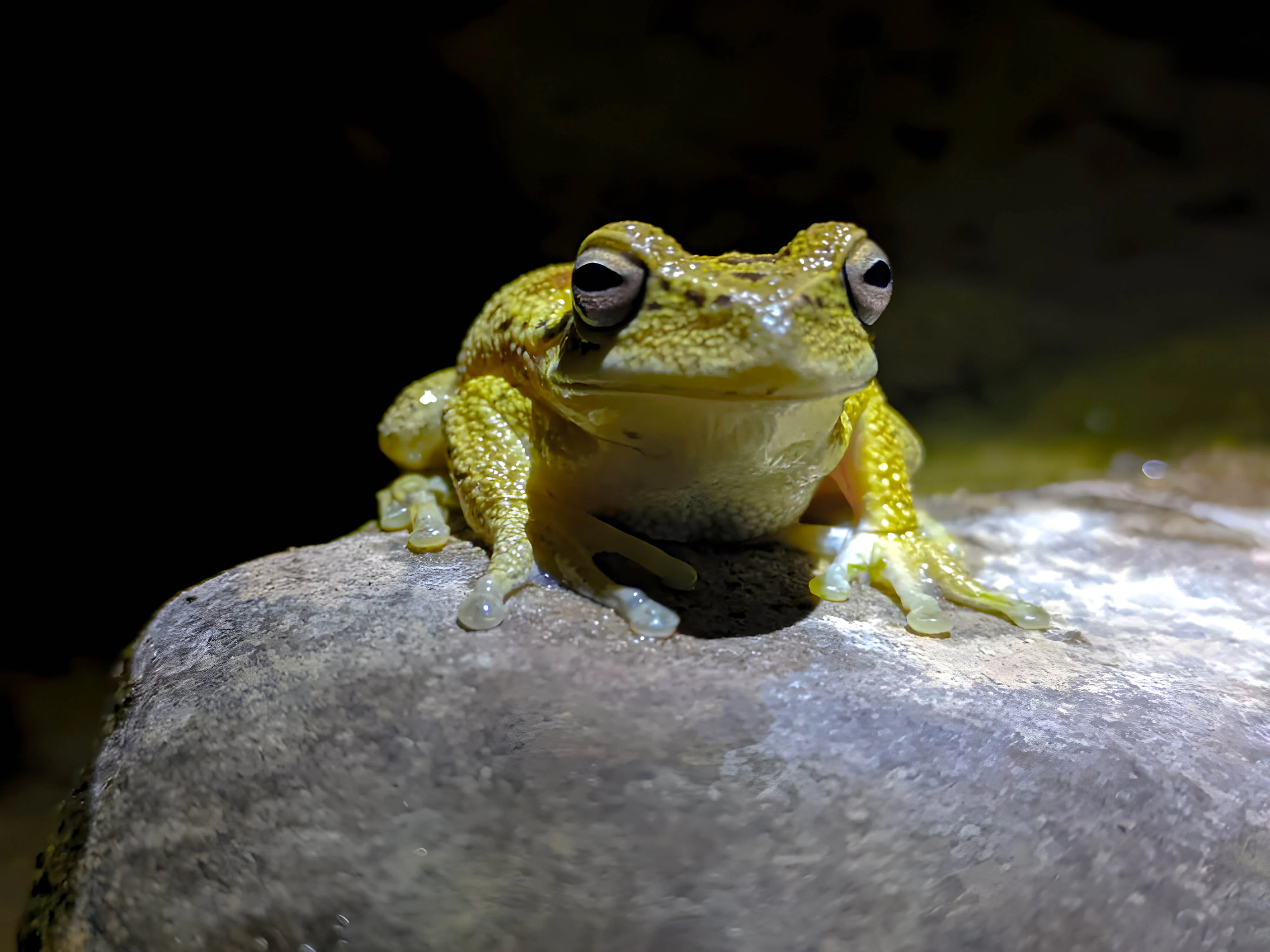 A pale, yellowish tree frog with prominent dark-rimmed eyes resting on a smooth grey rock against a dark, out-of-focus background.
