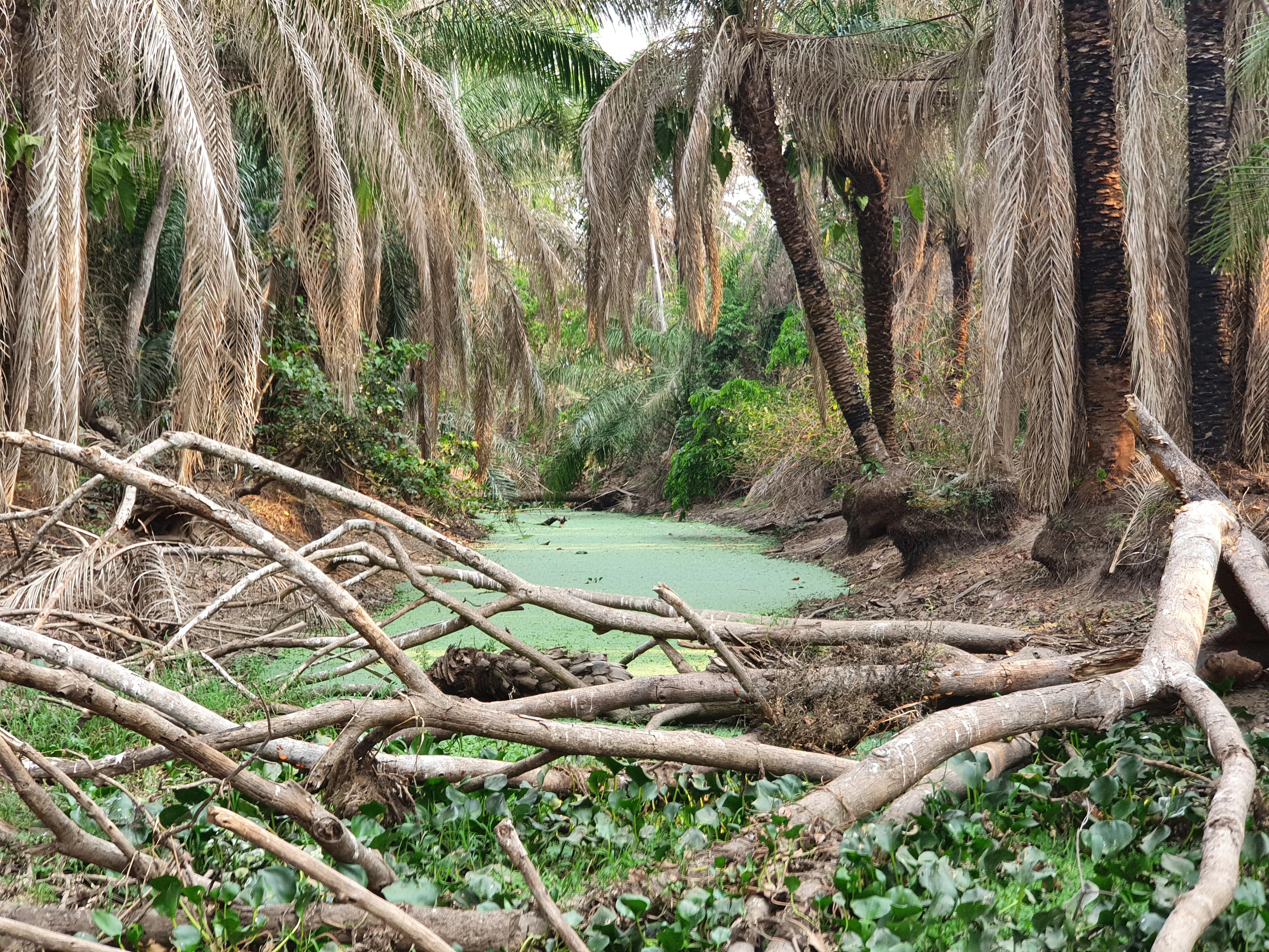 A small, stagnant pool of water covered in green algae, surrounded by dry palm trees and fallen branches in a forested area.