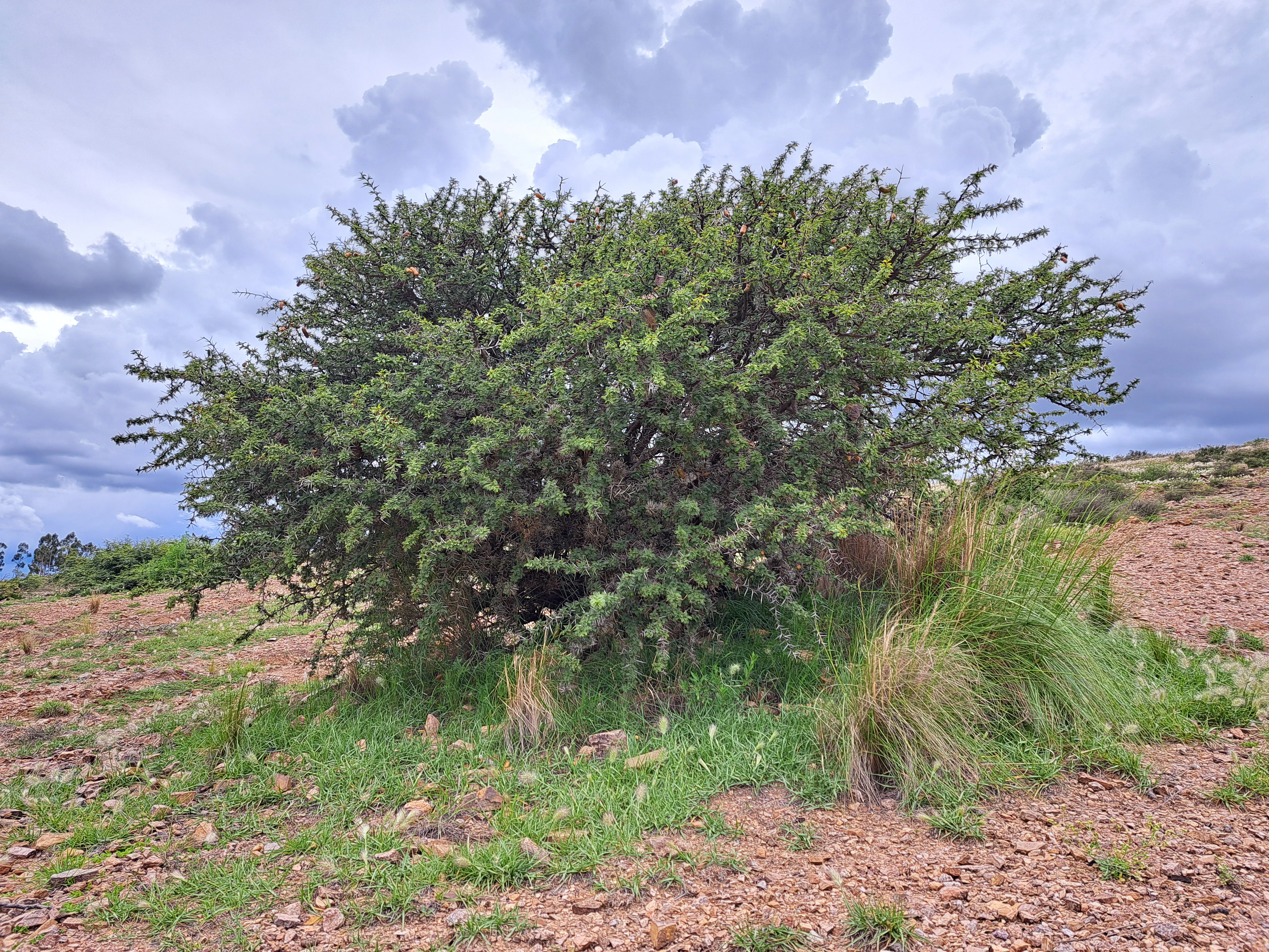 A medium sized, densely branched Prosopis ferox tree growing in a dry, rocky field under a cloudy sky.