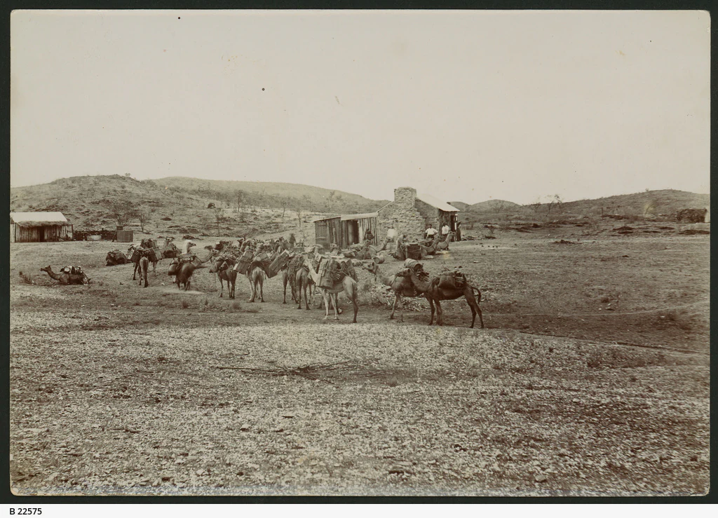A black and white archival photograph showing a group of camels with packs in a dry, rocky landscape near small stone buildings.