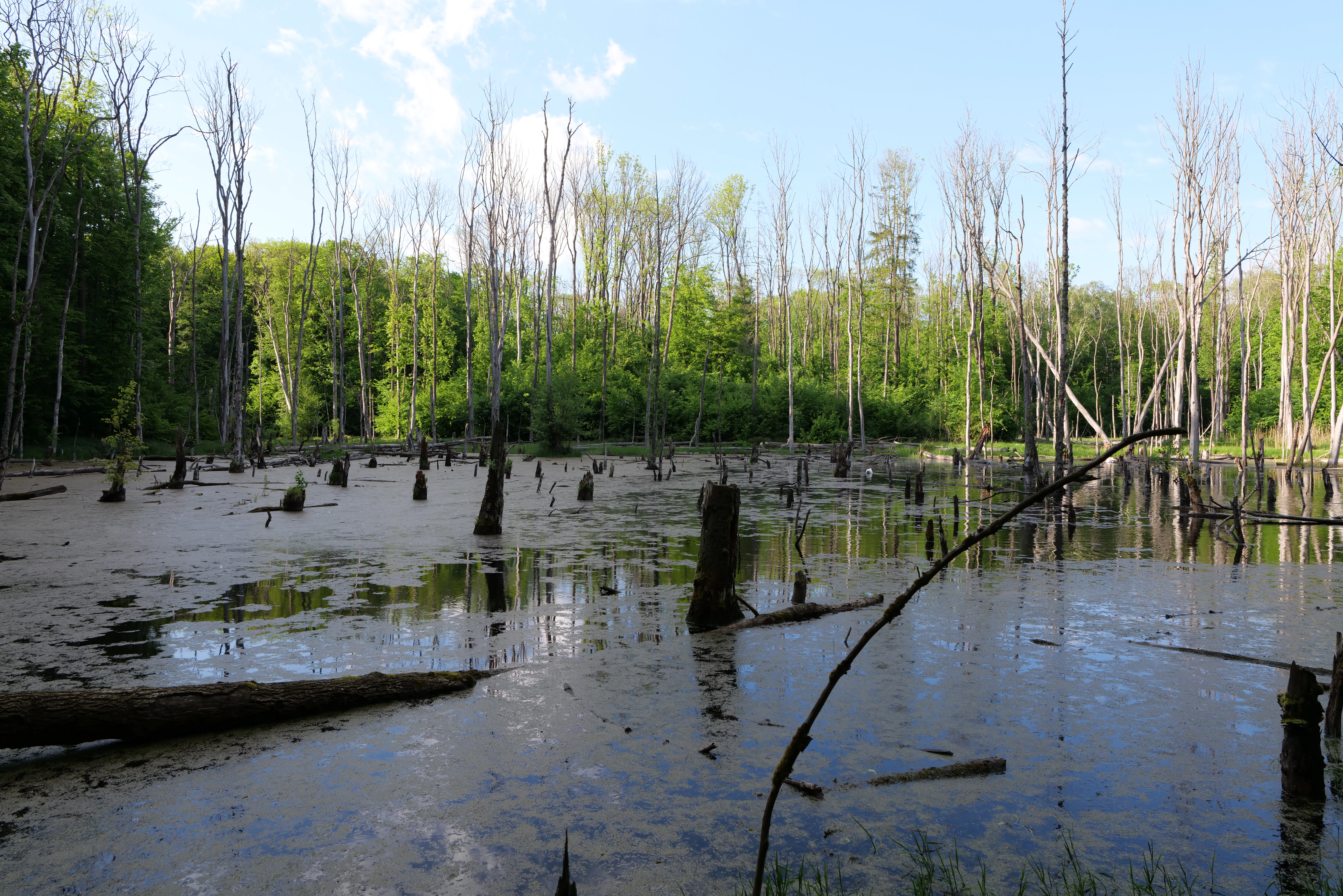 Arnimswalde Nature Reserve