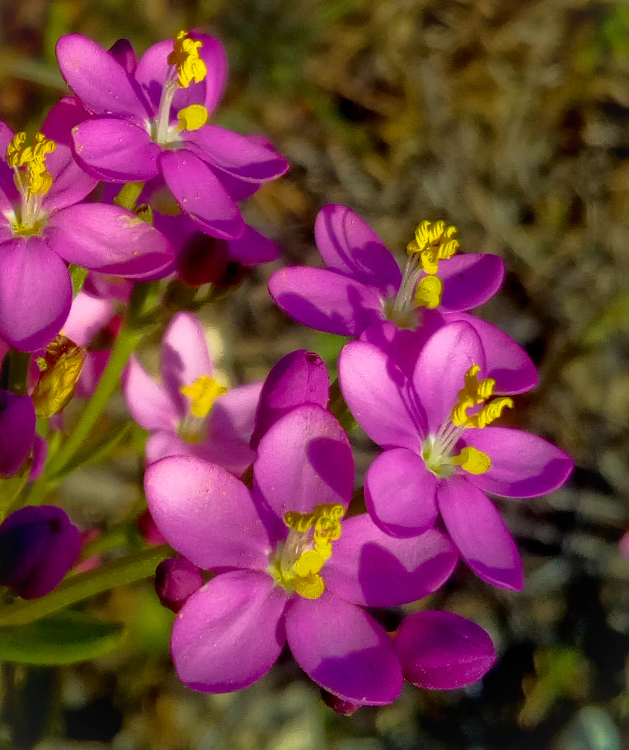 Purple flowers with yellow centers in close-up view
