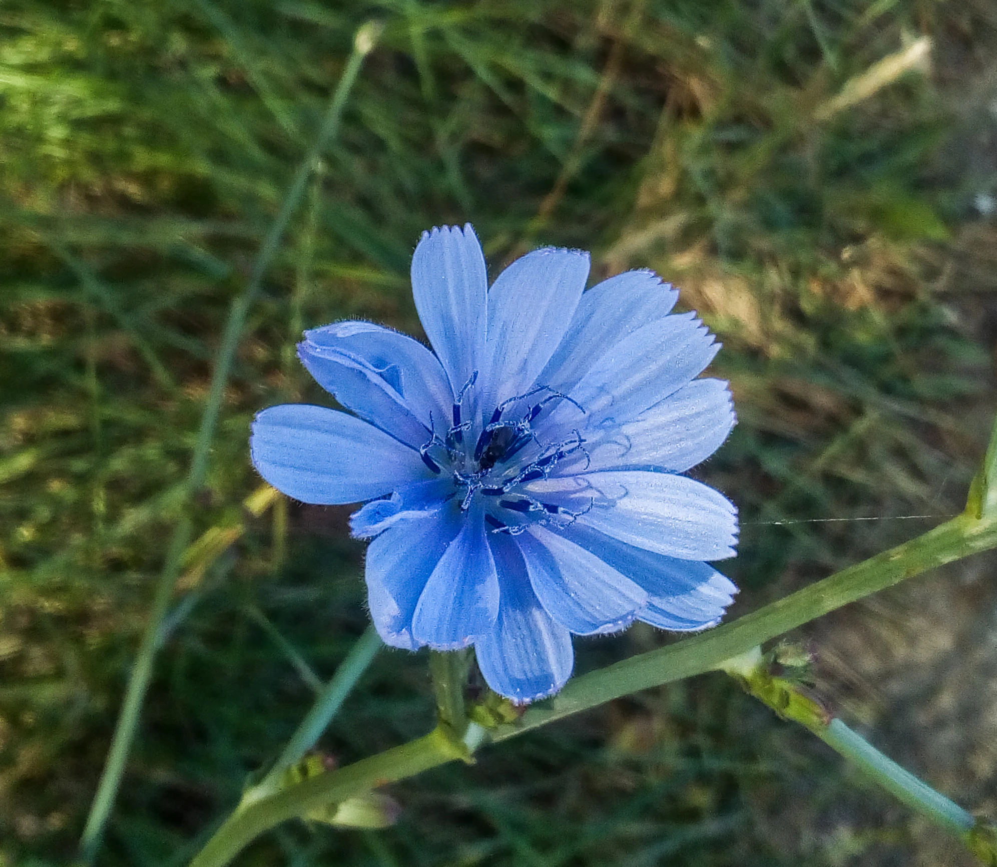 Close-up of a blue flower with multiple petals and visible center on a green stem with grass background