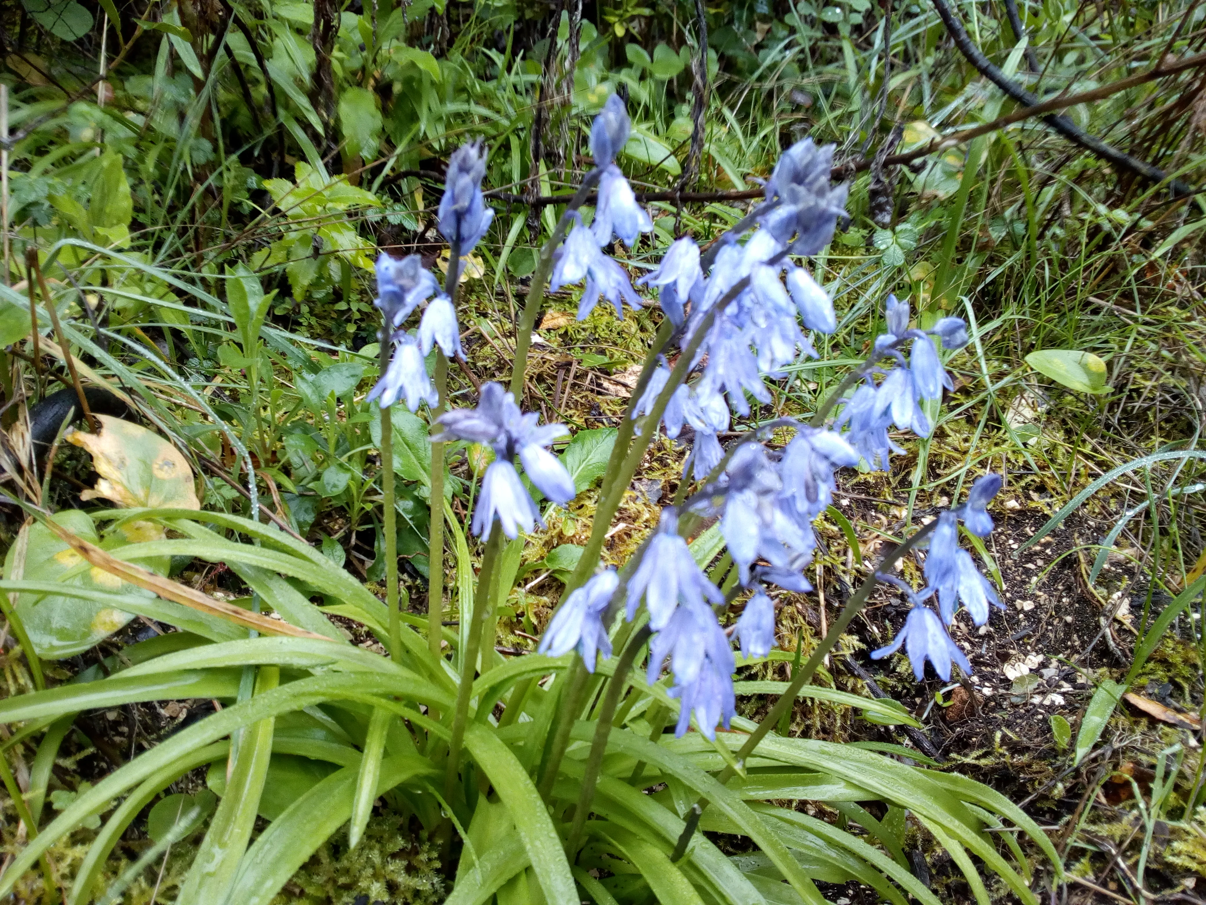 Close-up of blue Hyacinthoides hispanica flowers with long green leaves in a natural forest setting