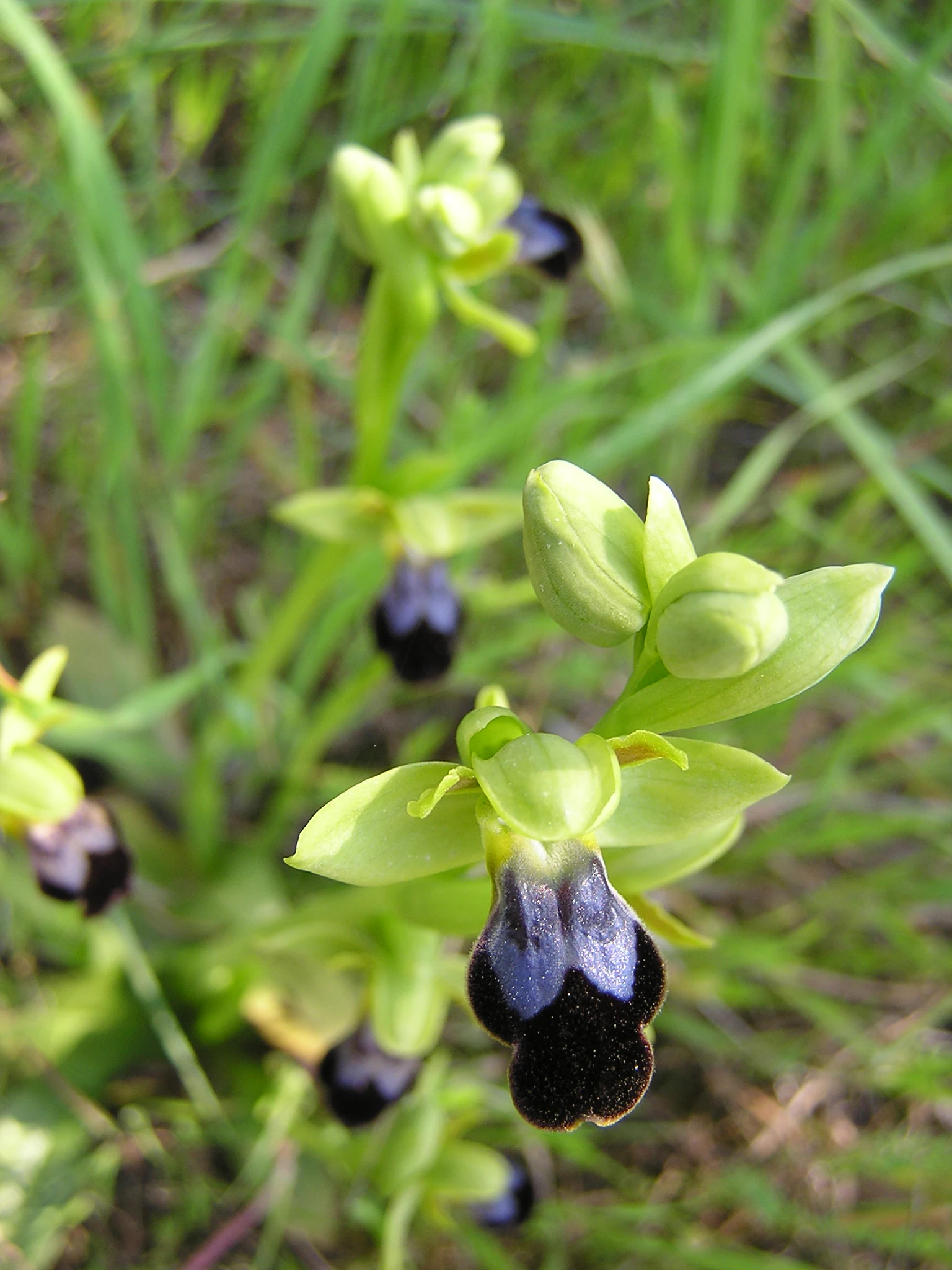Close-up photograph of Ophrys fusca orchids with green petals and dark purple-black centers, growing in grassy field