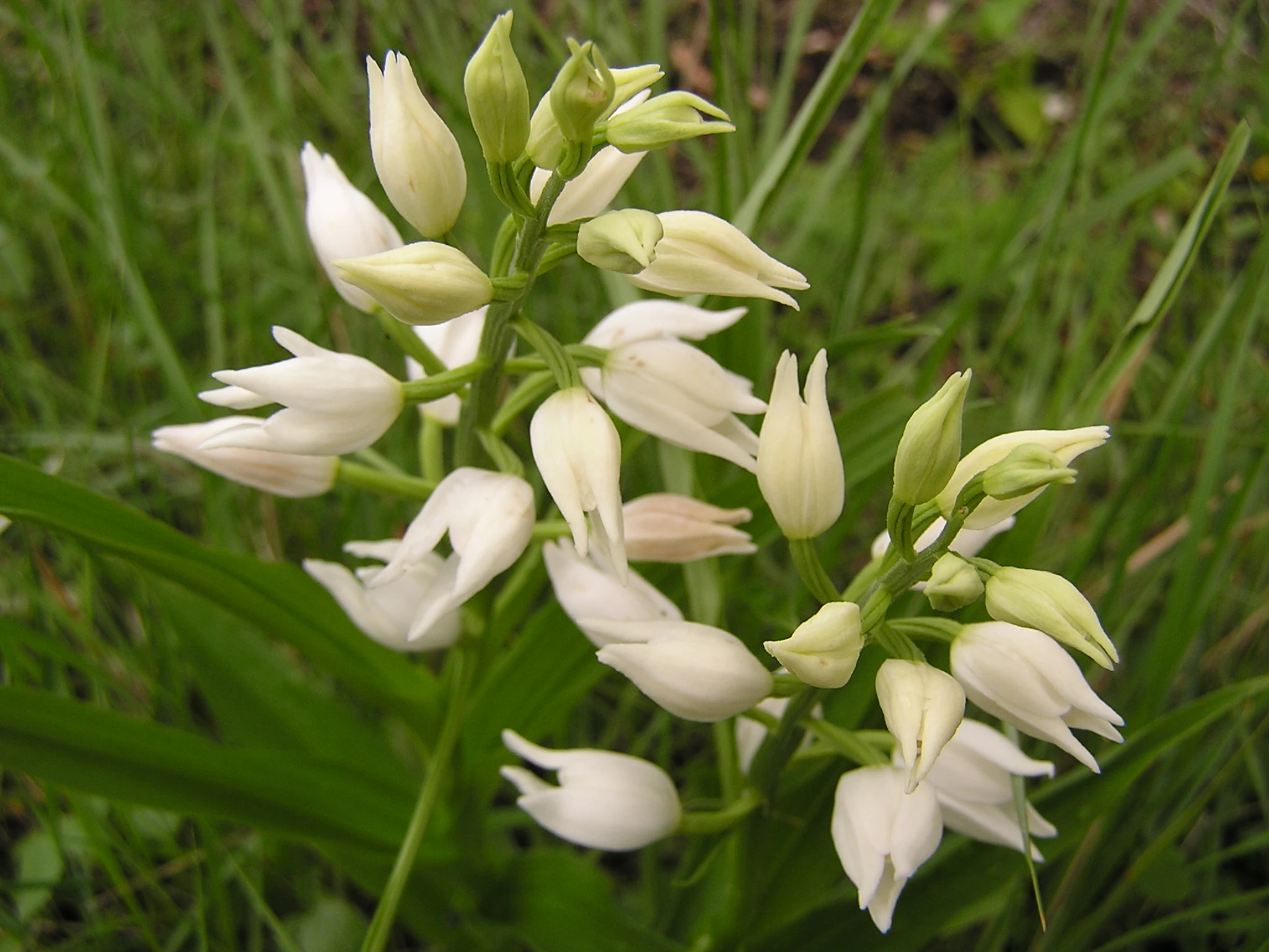 White flowers with green buds on a stem, surrounded by green grass