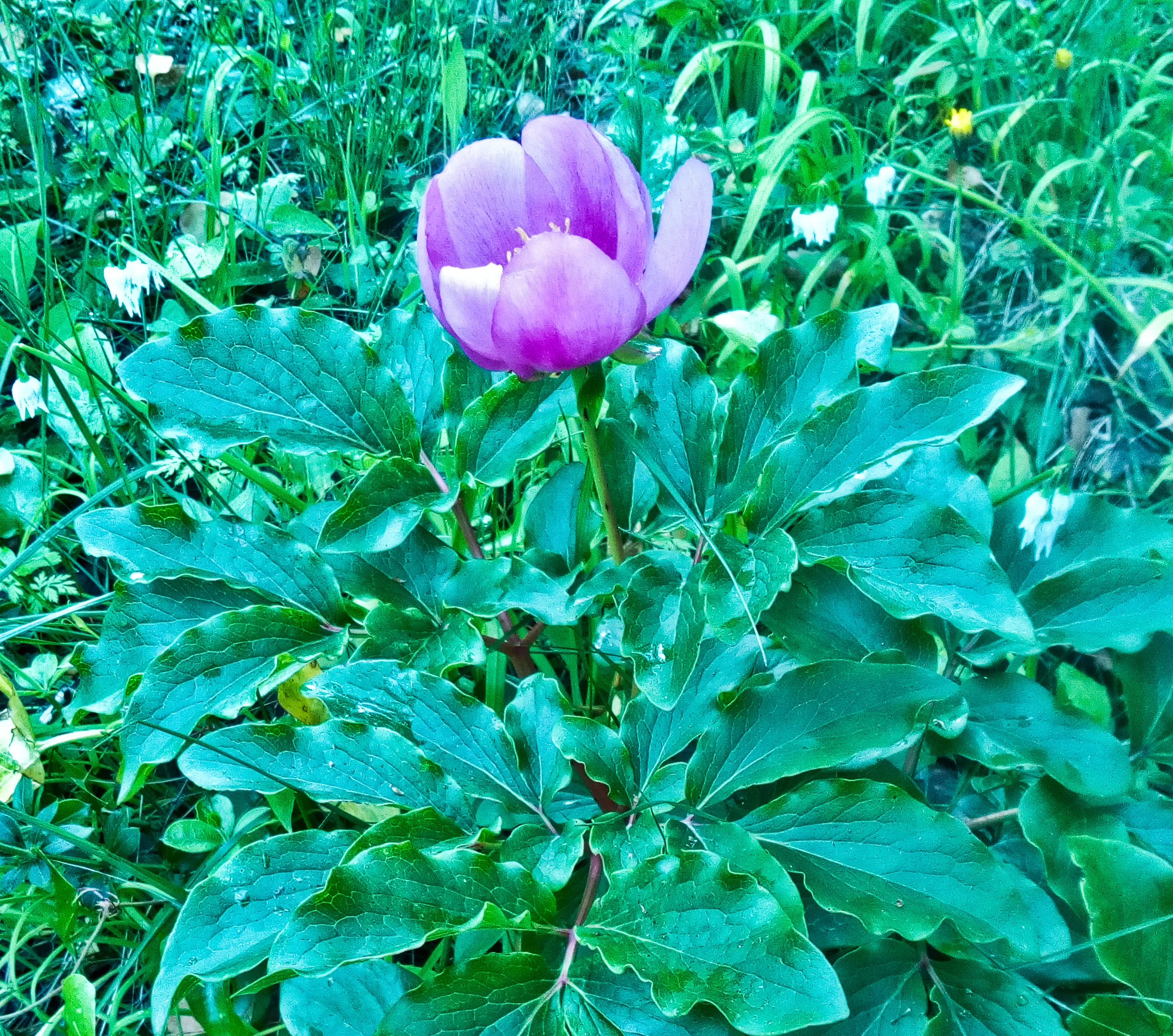 A purple Paeonia Broteri flower with large green leaves and surrounding grassy vegetation