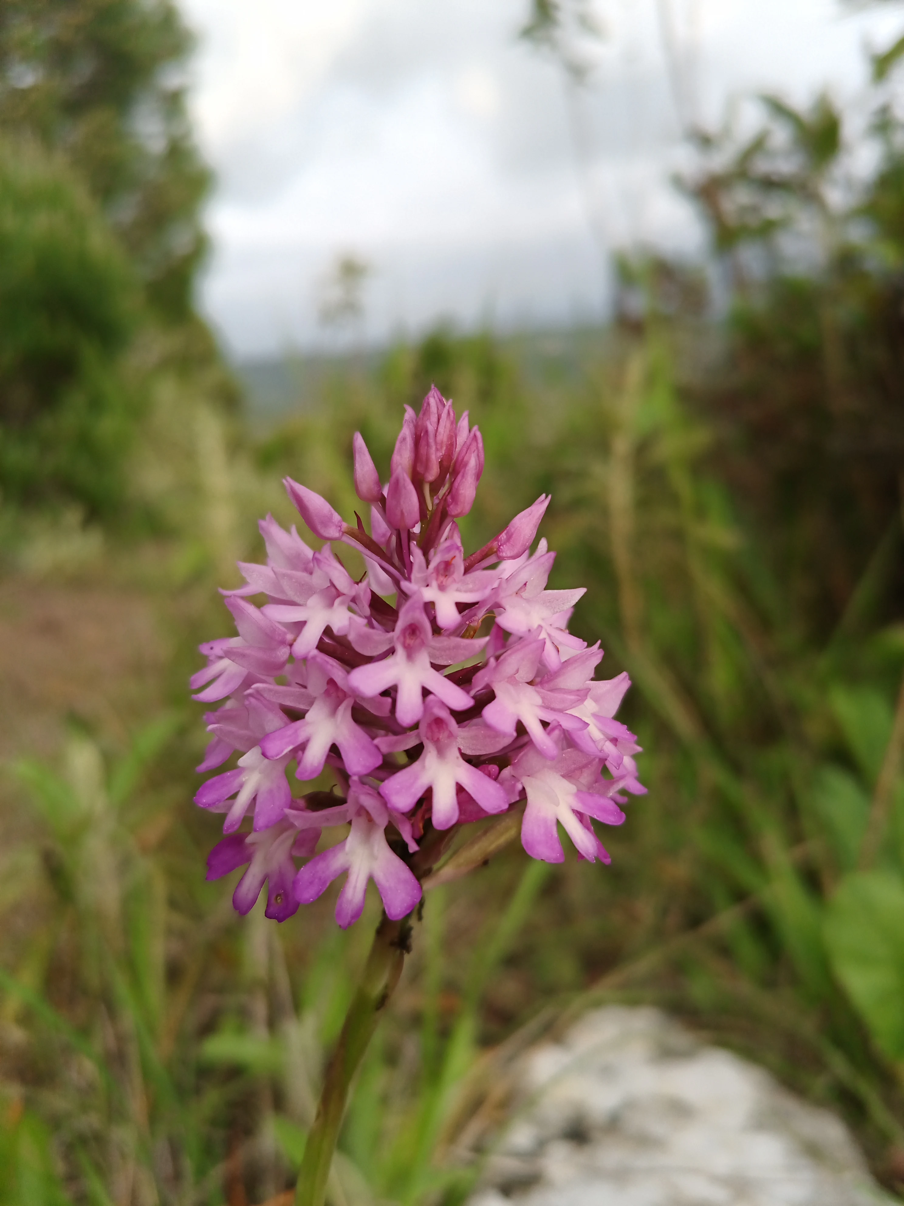 Close-up of a purple and white orchid flower with multiple blooms, set against a blurred background of green vegetation and distant hills