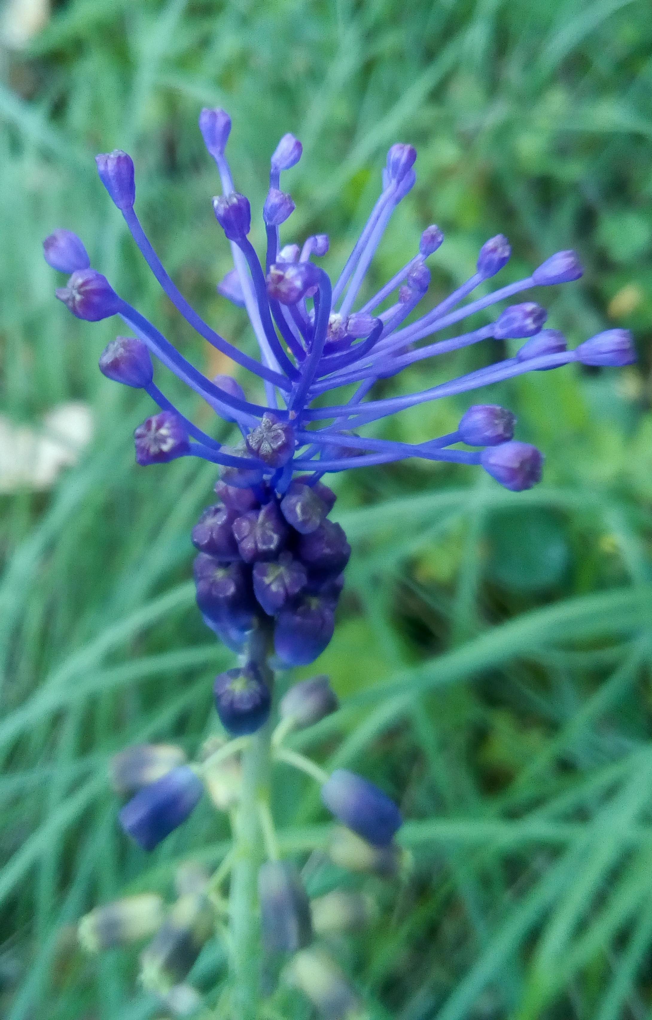 Close-up of purple Muscari Comosum flowers with slender stems and buds against green grass background