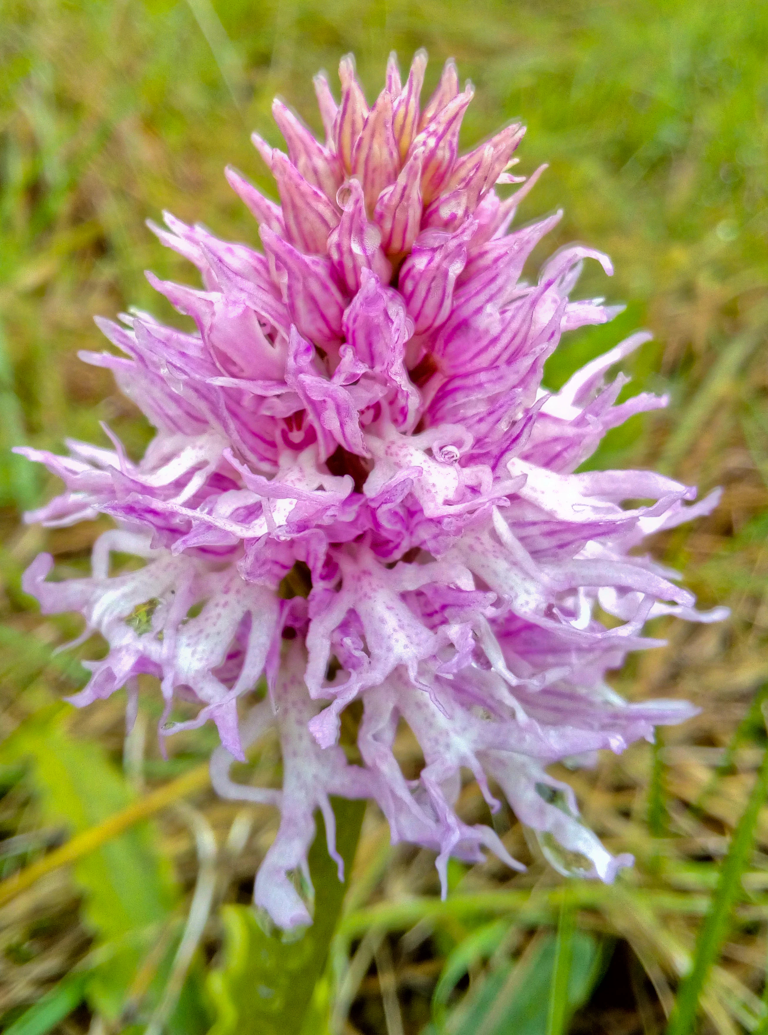 Close-up of a pink and white orchid with delicate petals and small white spots, growing in grassy terrain