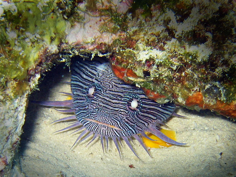 Un pez sapo espléndido rayado con espinas y manchas blancas en los ojos, escondido en la grieta de un arrecife de coral