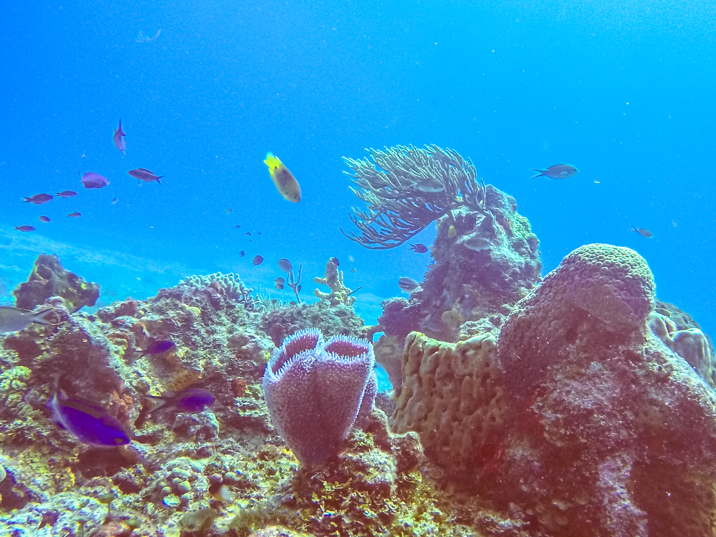 Formaciones de arrecifes de coral con varios peces nadando en agua clara de océano azul
