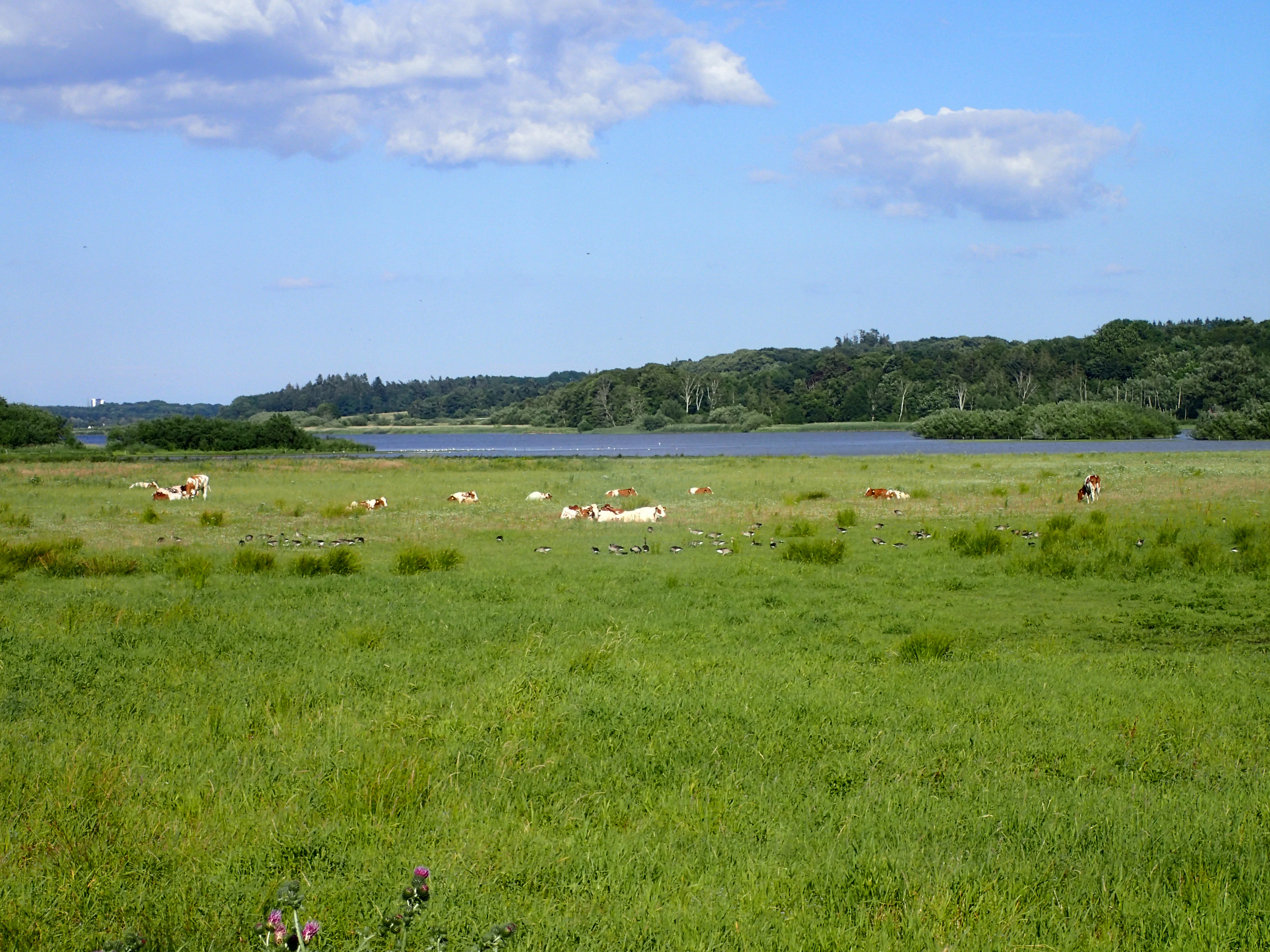 Una vista amplia de un prado verde con un pequeño rebaño de ganado pastando, con un lago y una orilla boscosa al fondo bajo un cielo azul con nubes ligeras.