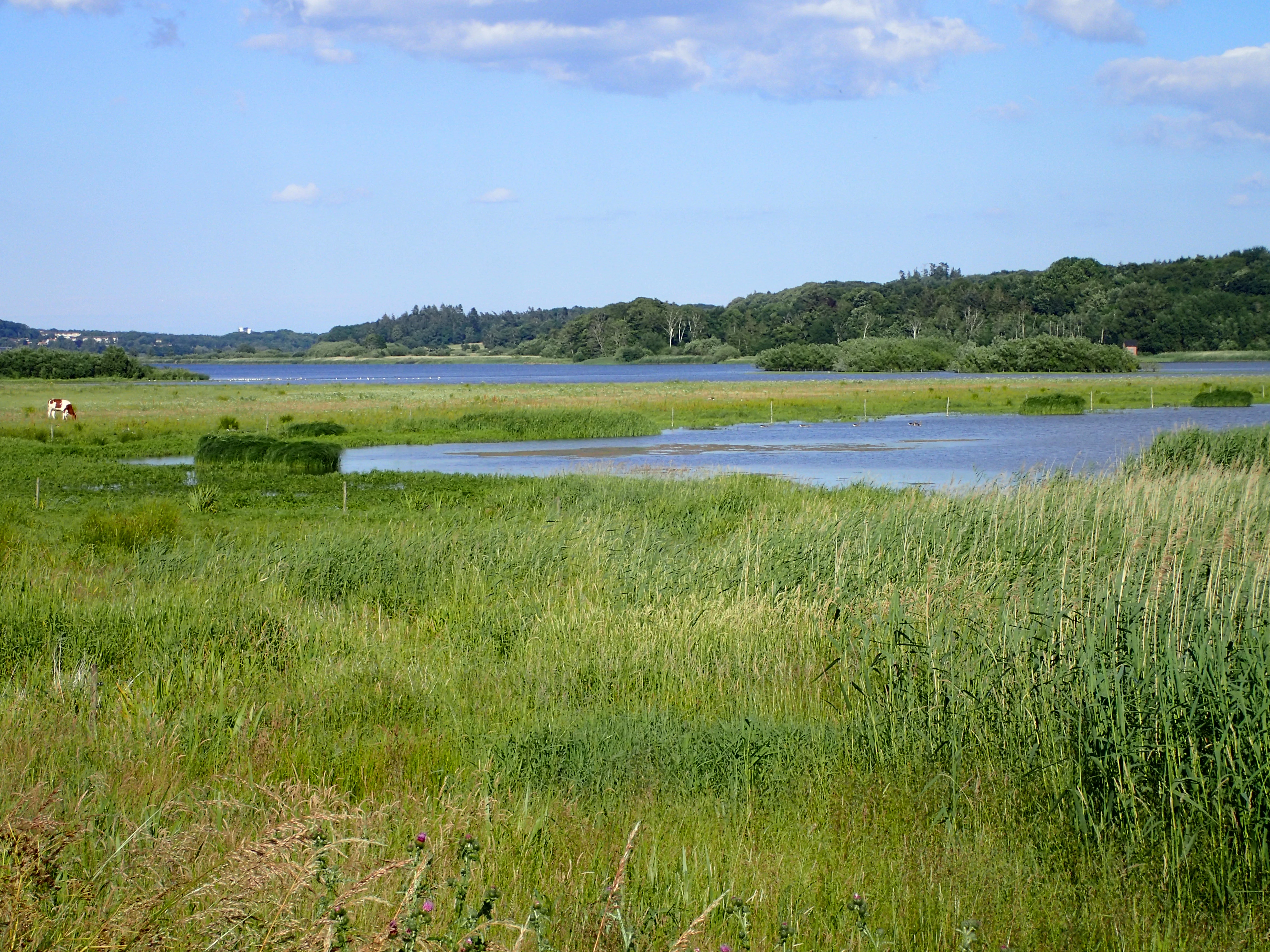 Una amplia toma panorámica a nivel de los ojos de Årslev Engsø en Dinamarca, que muestra un lago central rodeado de verdes praderas y juncos, con una cresta boscosa al fondo bajo un cielo azul.