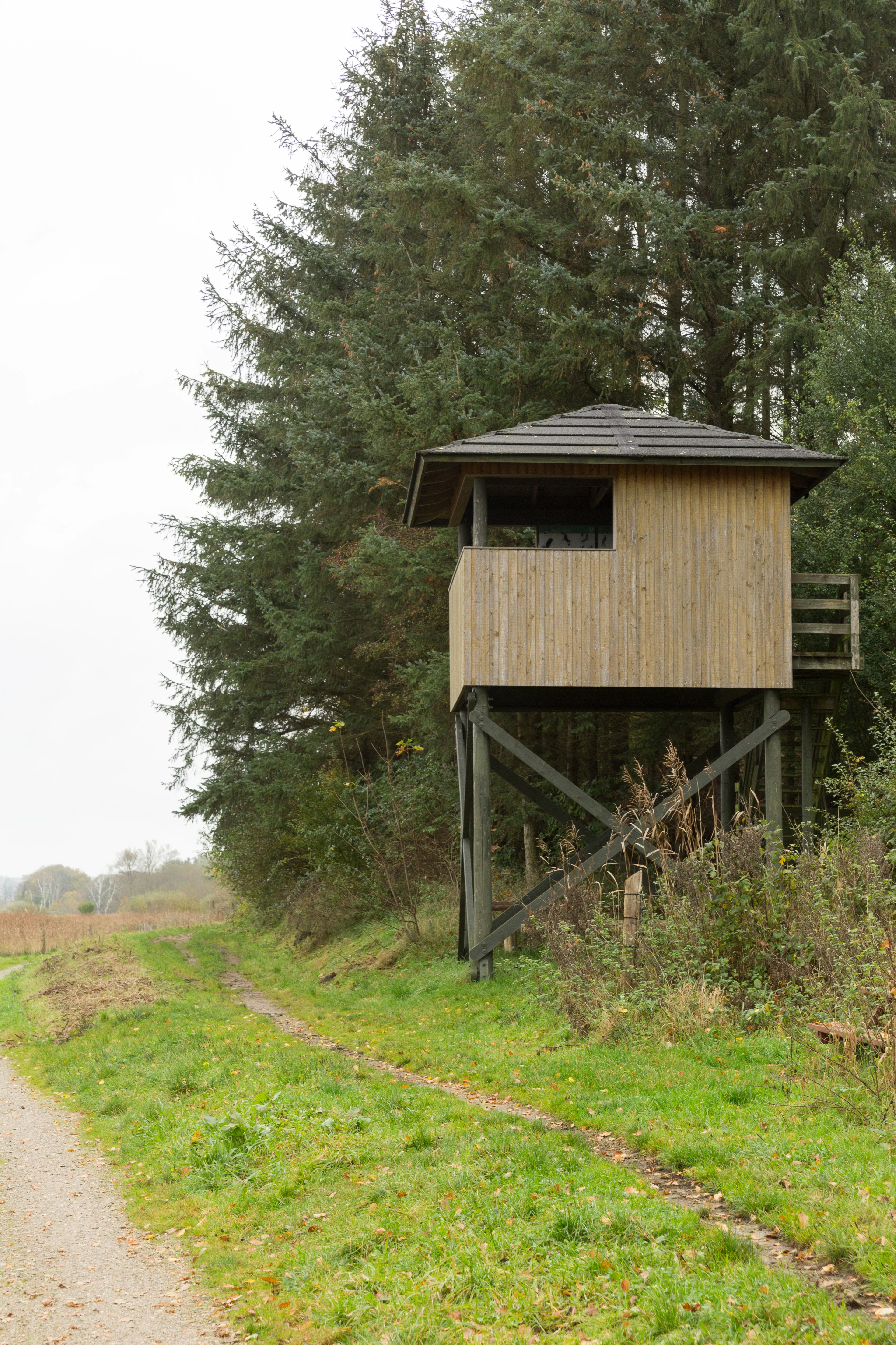 Una torre elevada de observación de aves de madera se alza sobre un sendero de hierba junto a un bosque de coníferas.