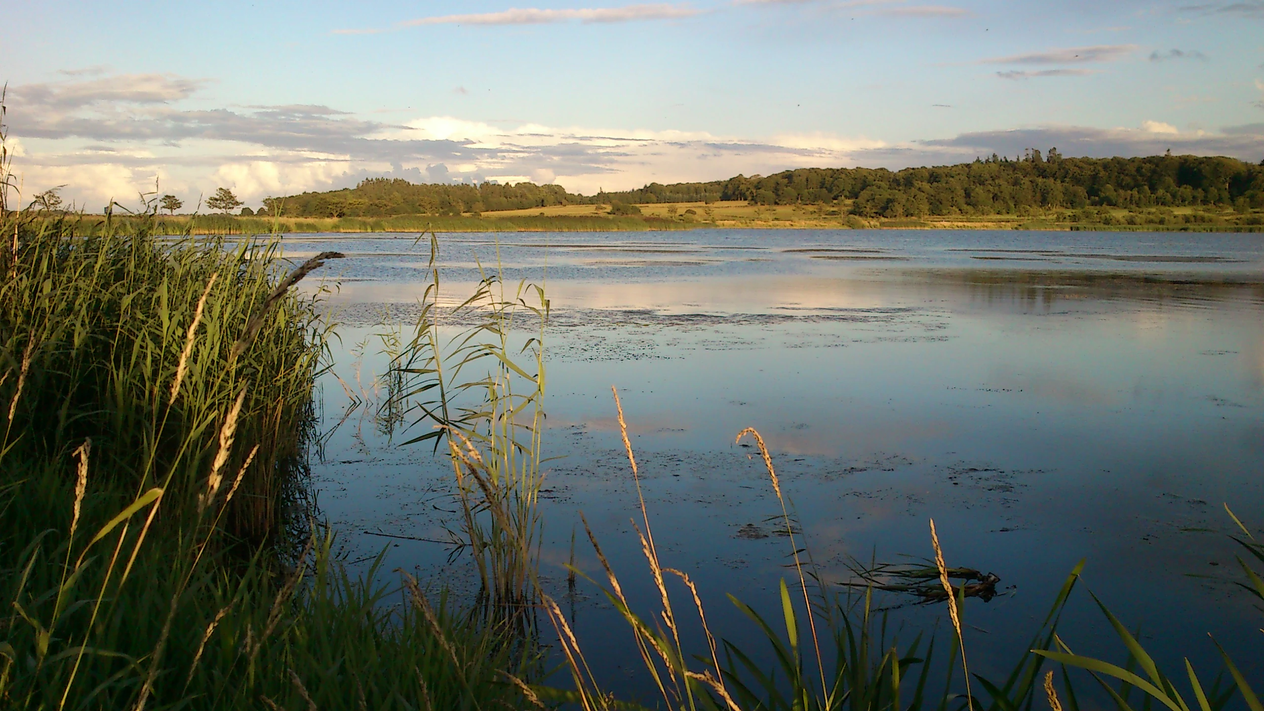 Una vista amplia y panorámica de Årslev Engsø al atardecer, con juncos altos en primer plano y un lago tranquilo que refleja el cielo vespertino, flanqueado por colinas onduladas y árboles.
