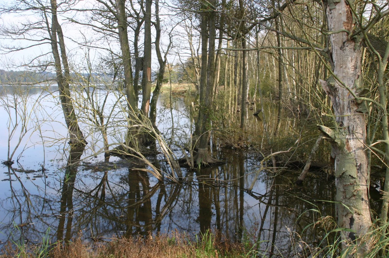 Una vista de árboles caducifolios parcialmente sumergidos en el agua quieta de Årslev Engsø, con reflejos visibles en la superficie del agua.