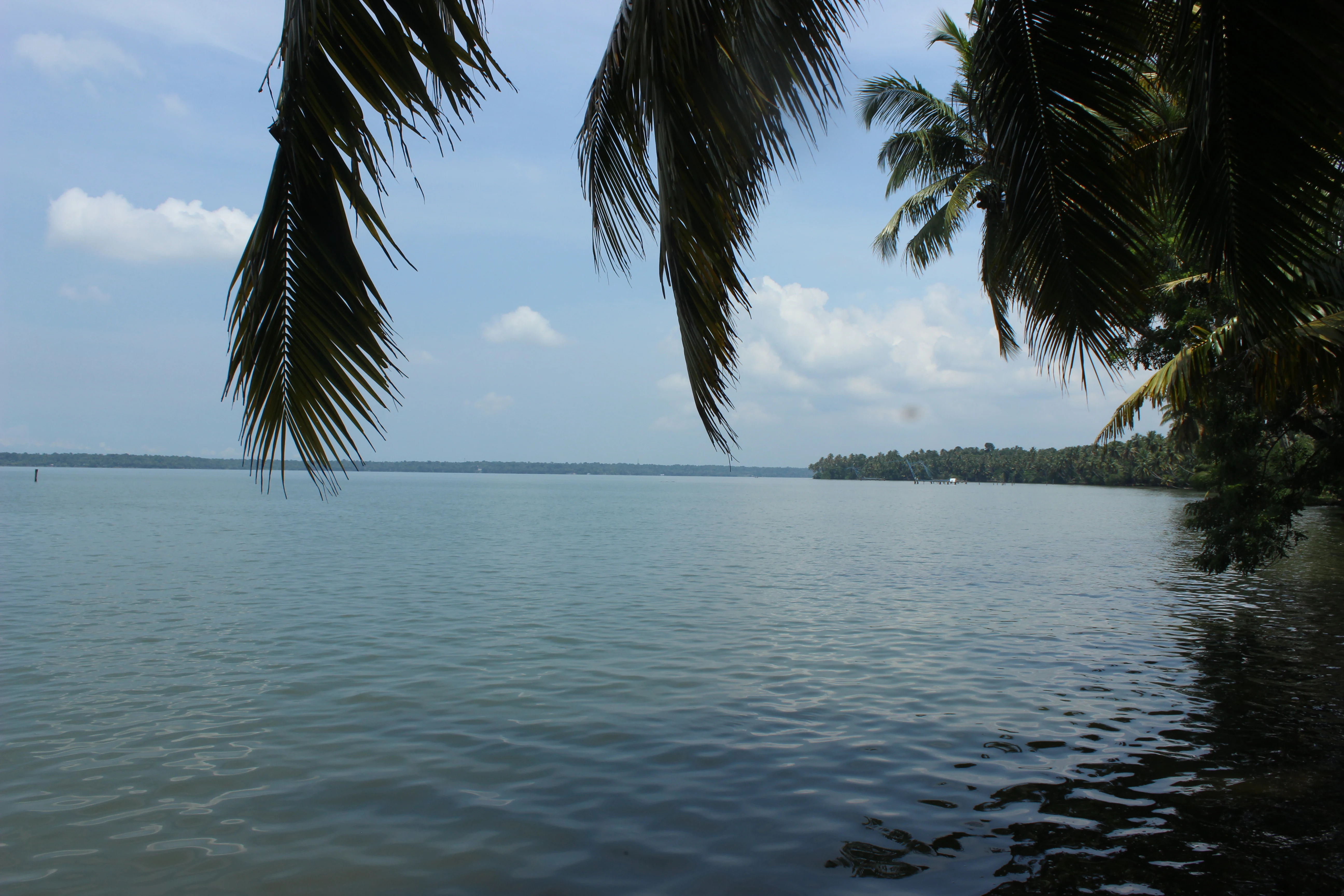 A wide view of the calm waters of Ashtamudi Lake with dark palm fronds hanging from the top of the frame and a lush treeline visible across the horizon.