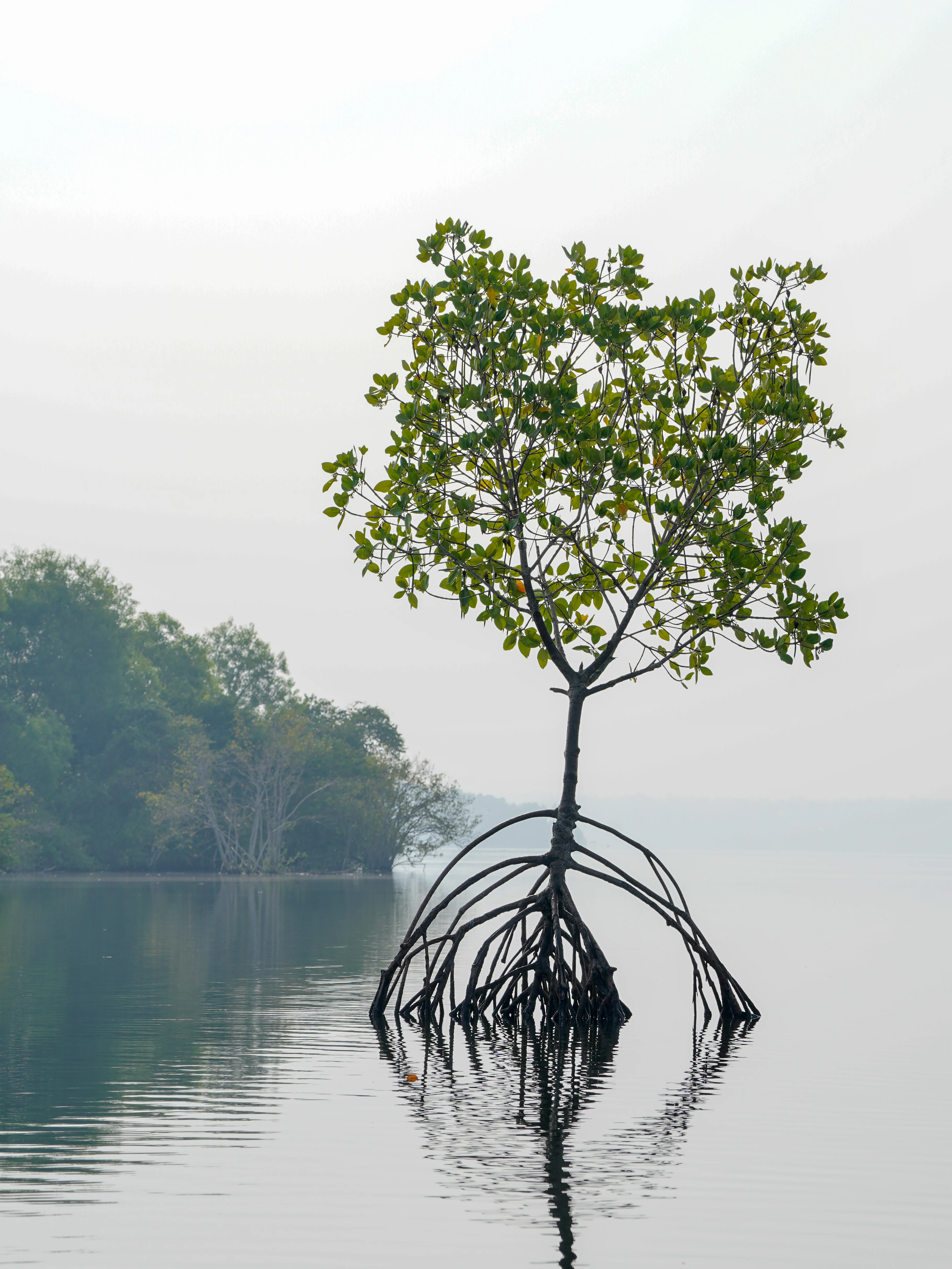 A lone mangrove tree with arched prop roots growing directly out of calm, reflective water, with a blurred shoreline in the background.