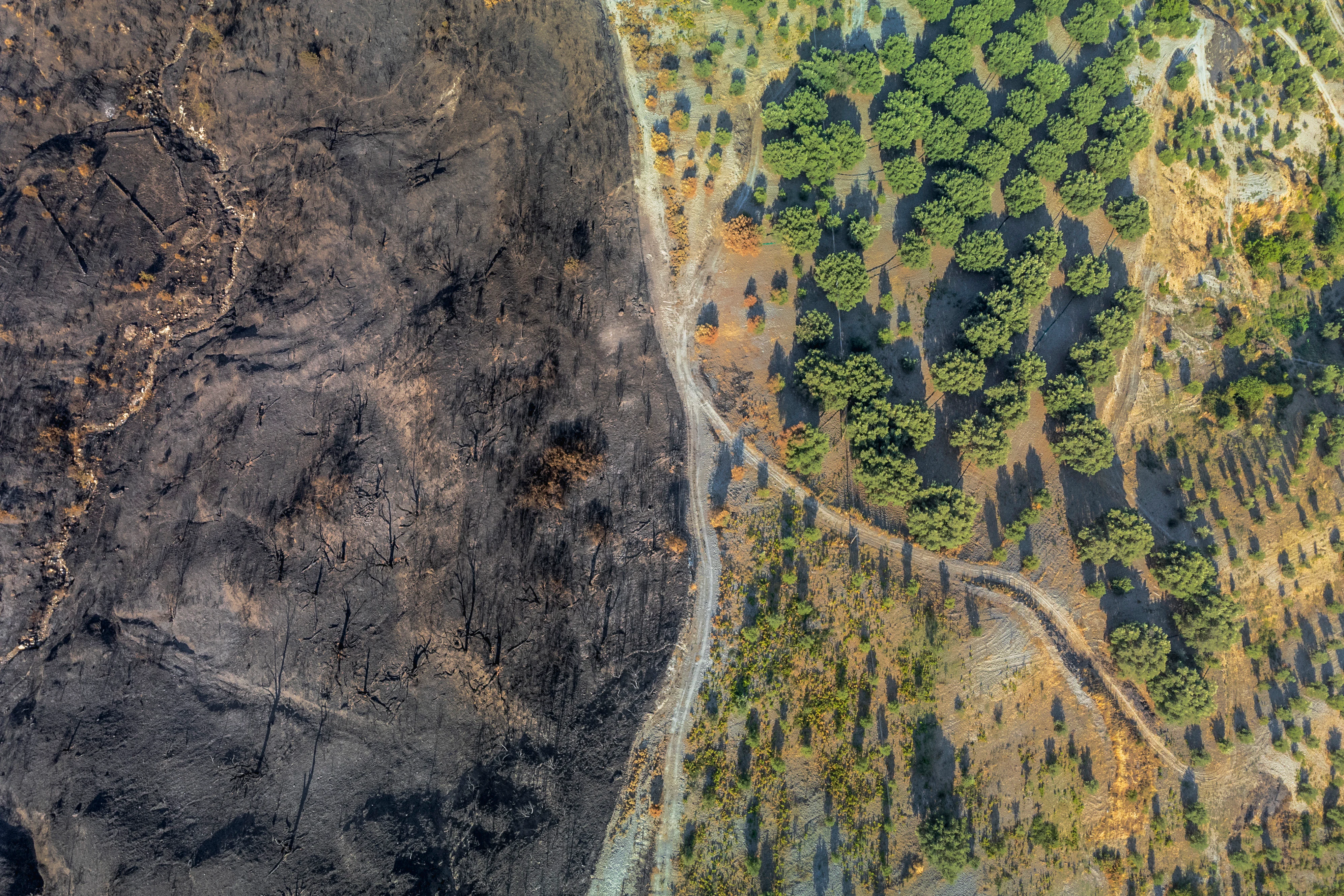 Aerial view of burned landscape and forested area in Aspromonte National Park with a road running between the two sections