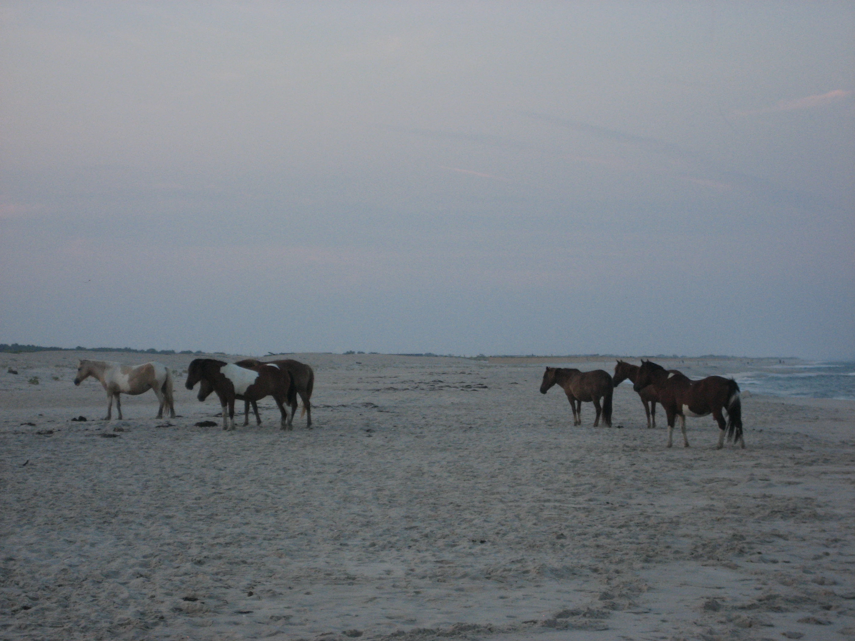 A group of wild horses standing on a sandy beach with the ocean visible in the background under an overcast sky.
