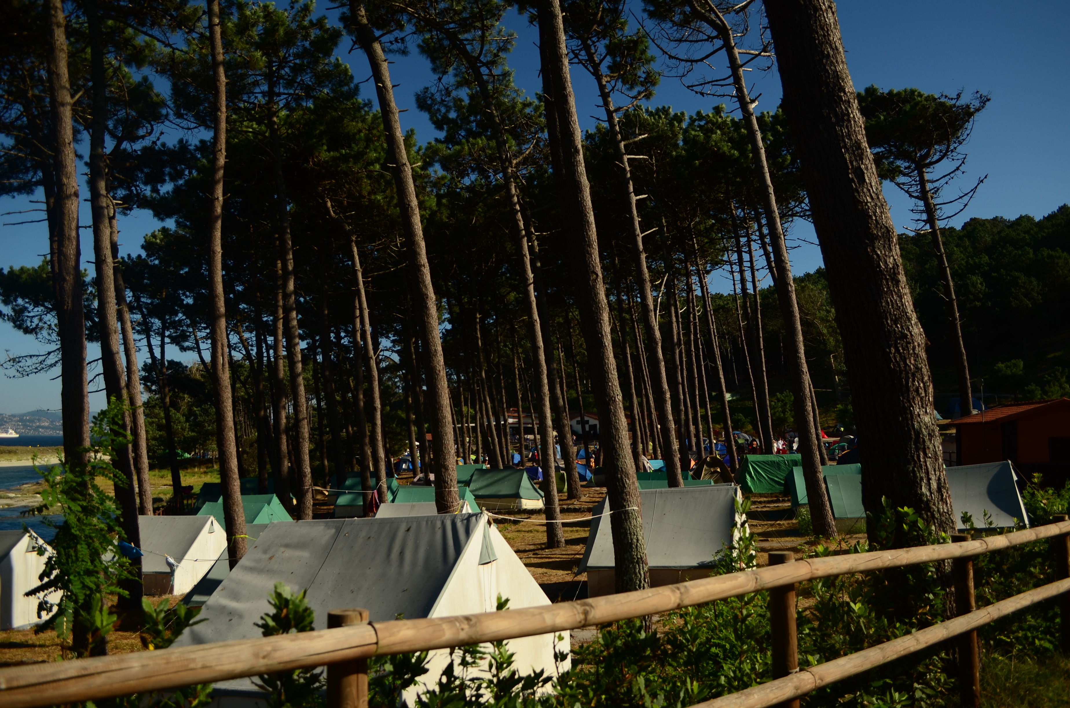 Tents arranged in a forested campsite with wooden fencing, surrounded by tall pine trees and a coastal view in the background