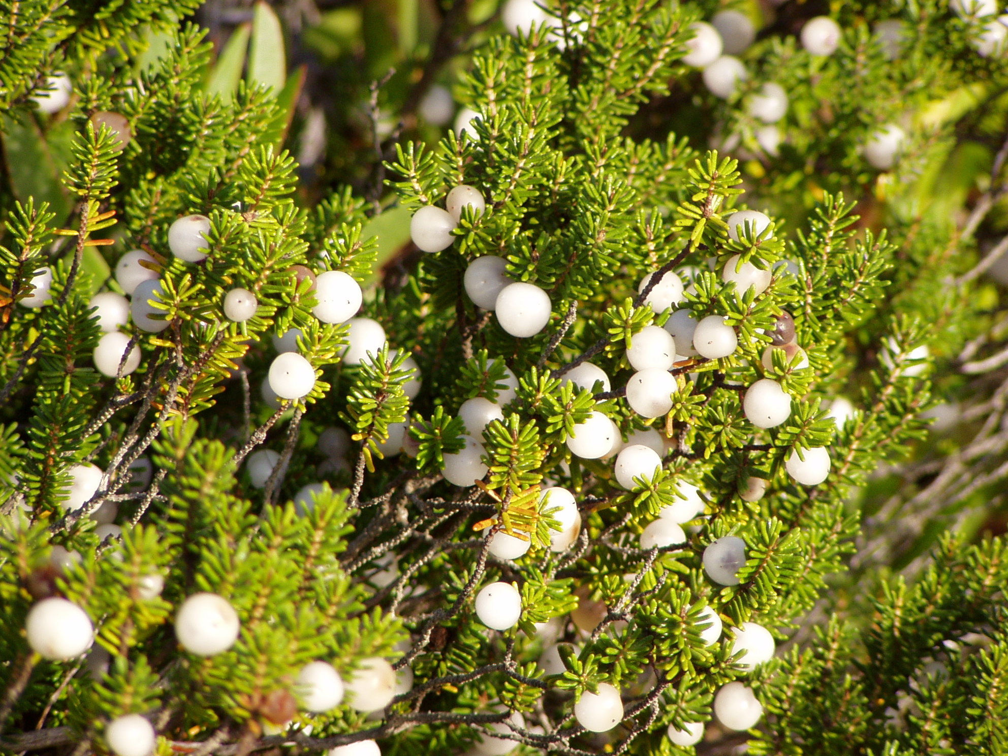 Close-up of white berries on a green shrub with needle-like leaves